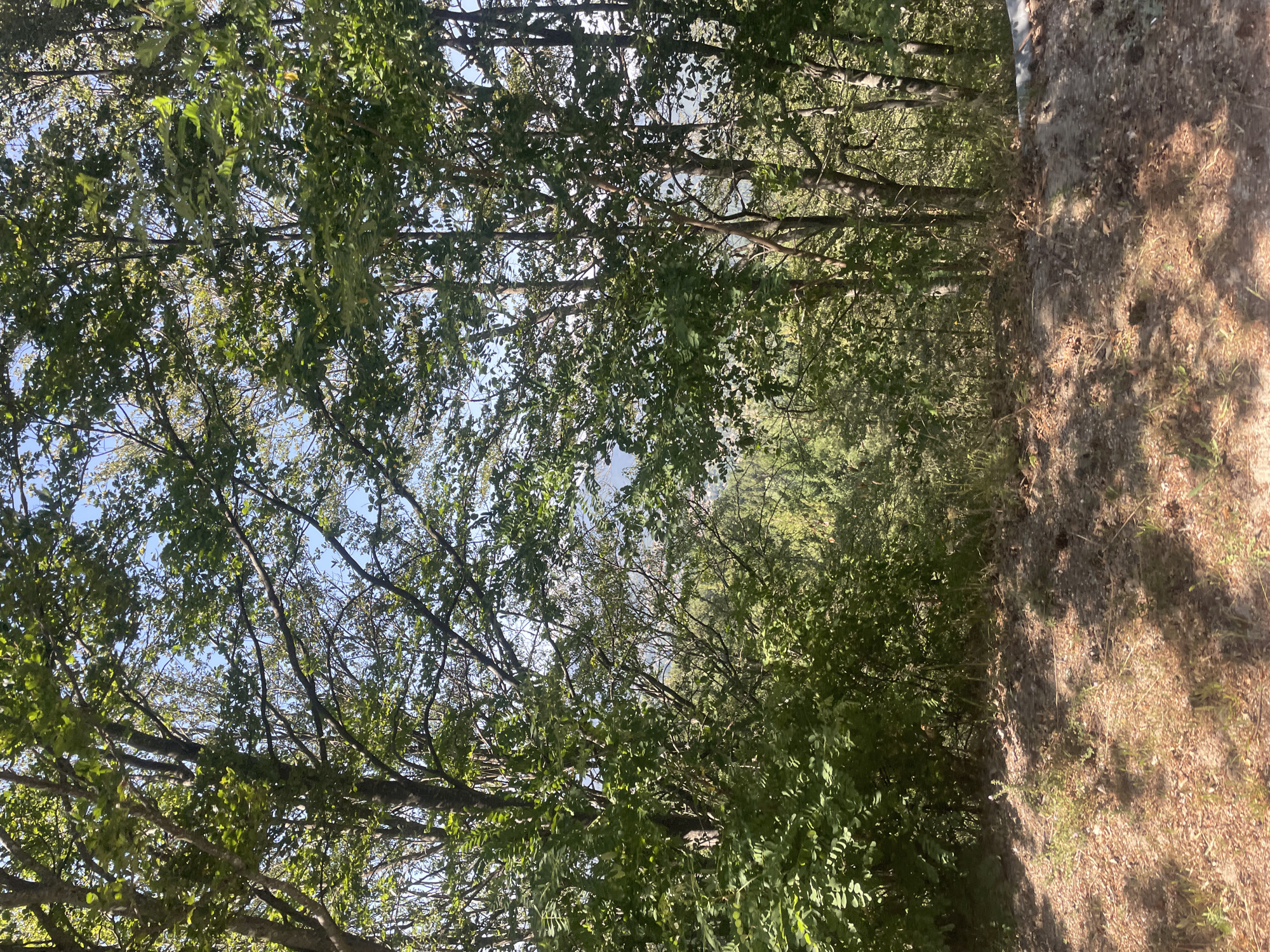 The image depicts a dense forest scene with tall trees and lush green foliage. The sun shines through the leaves, creating dappled shadows on the ground. In the foreground, the ground is covered with dry leaves, twigs, and some patches of grass. The trees are predominantly deciduous, with broad leaves that are bright green, indicating a summer or late spring season. Through the gaps in the trees, a distant landscape can be seen, hinting at rolling hills or a valley. The overall atmosphere is natural and serene. The image appears to have been taken from a slightly elevated position, possibly a roadside or a hill overlooking the forest. There are no people or man-made structures prominently visible within the forest itself. The light suggests it is daytime, likely mid-morning or afternoon. The location is the city of Krastatitsa, Bulgaria.