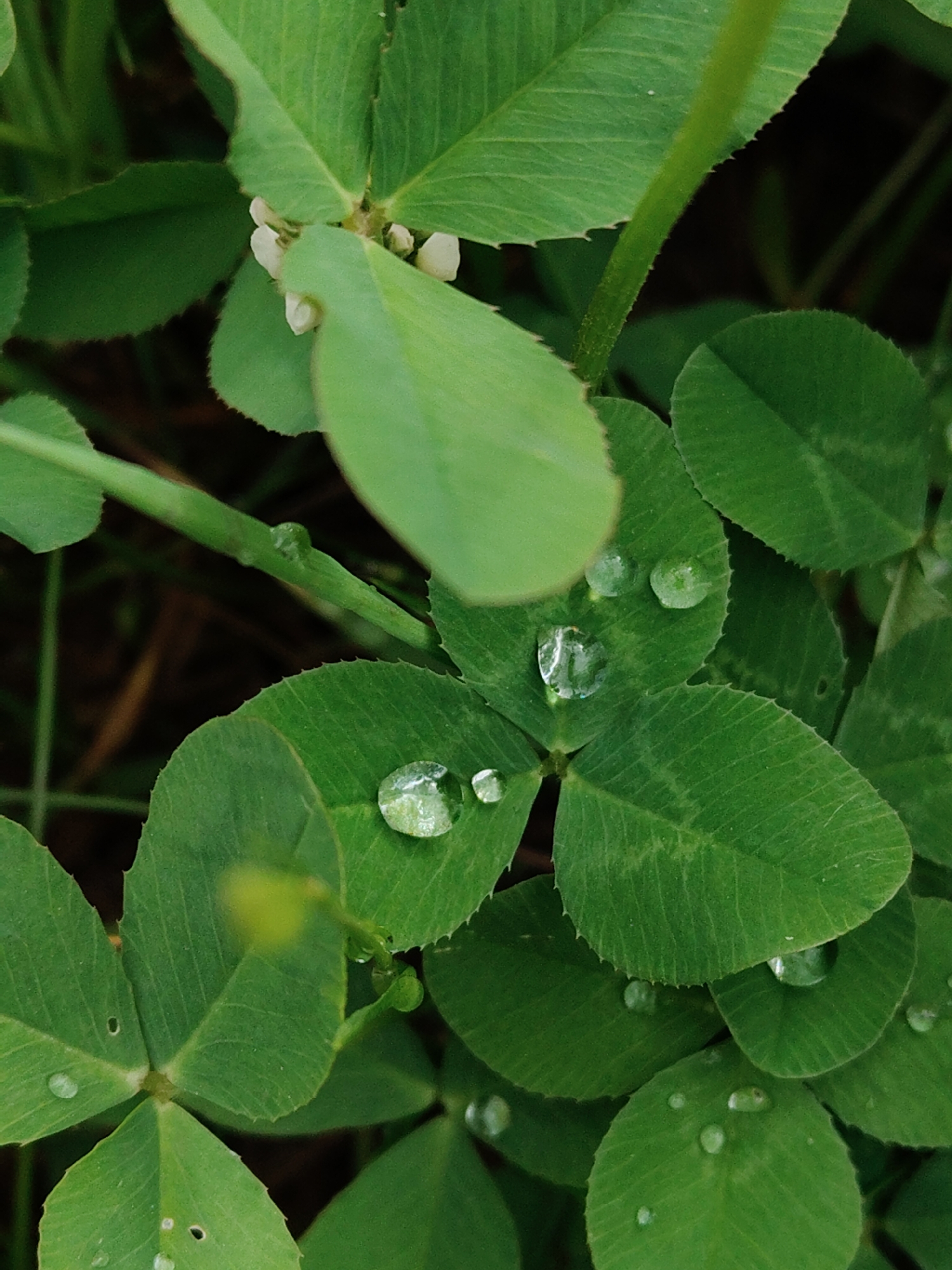 The image shows a close-up of green clover leaves covered in water droplets. The leaves are a vibrant green color and have a slightly serrated edge. Some of the leaves have small holes or imperfections. The water droplets are clear and round, reflecting the light. There are a few small white flowers in the upper left corner of the image. The background is dark and blurry, suggesting that the photo was taken in a natural setting. The location is unknown.