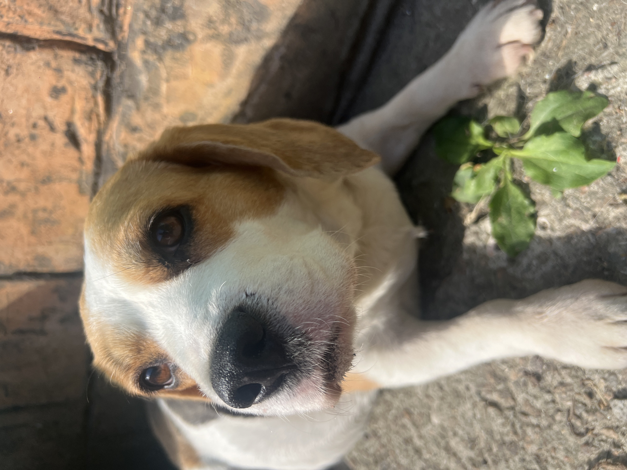 A close-up, eye-level, outdoor shot shows a beagle lying on its stomach on a concrete surface, with a pile of green leaves to its right. The dog's head is turned to the left, looking up and to the left. The dog has brown eyes, a black nose, and white fur with brown markings on its head and ears. The background is blurry, showing a dark opening to the left and a brick wall to the right. The lighting suggests it is daytime, with sunlight casting shadows on the dog and the ground.