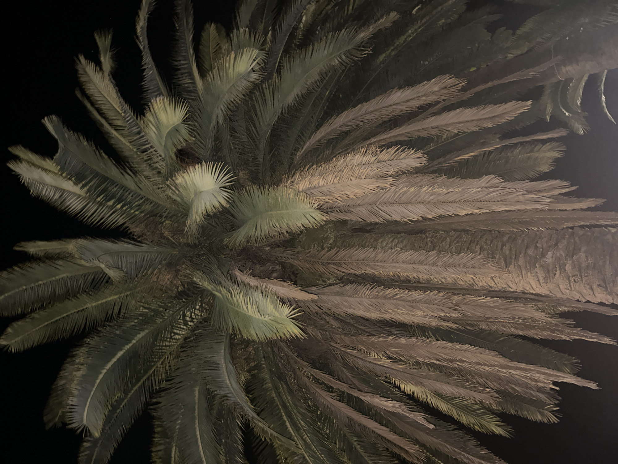 The image shows a close-up view of a palm tree at night, likely in Abaata, Abkhazia. The palm tree is dominant in the frame, with its fronds extending upwards and downwards. The fronds are a mix of green and brown, with some appearing dry and drooping. The texture of the bark on the trunk is rough and visible. The background is dark, indicating it is nighttime, with some faint hints of other palm trees in the lower right corner. There are no people or any other discernible objects or actions in the image. The lighting is dim, casting subtle shadows on the fronds and trunk.