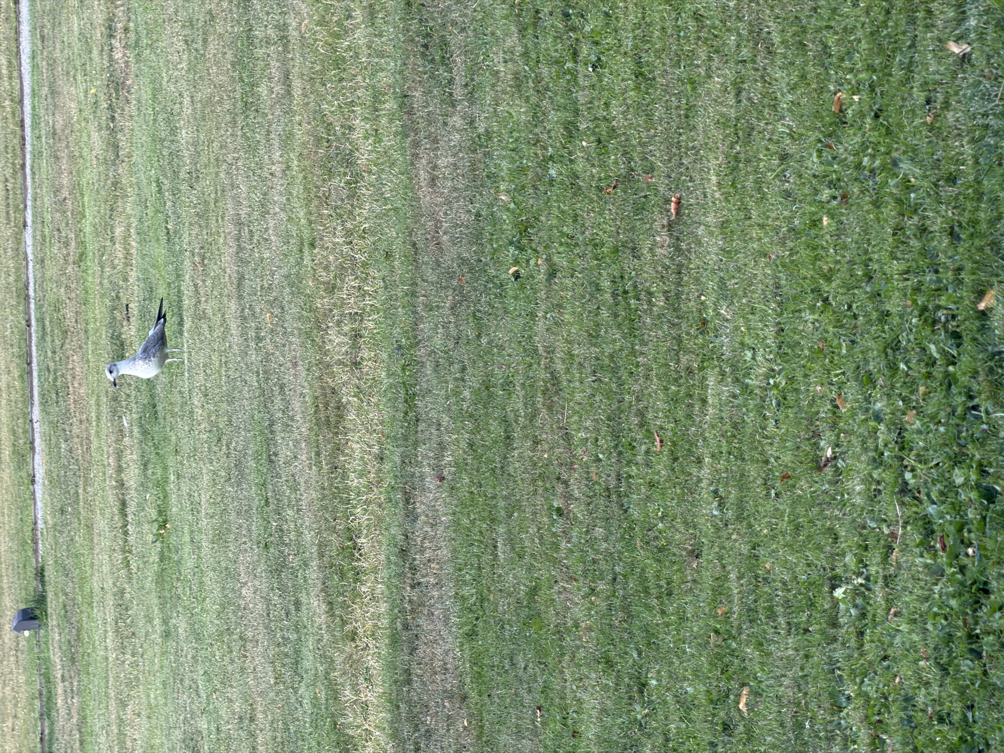 A seagull stands on a lawn of green grass. The lawn has some dry patches and scattered brown leaves. In the background, there is a paved area and a dark object. The overall lighting suggests it is daytime.