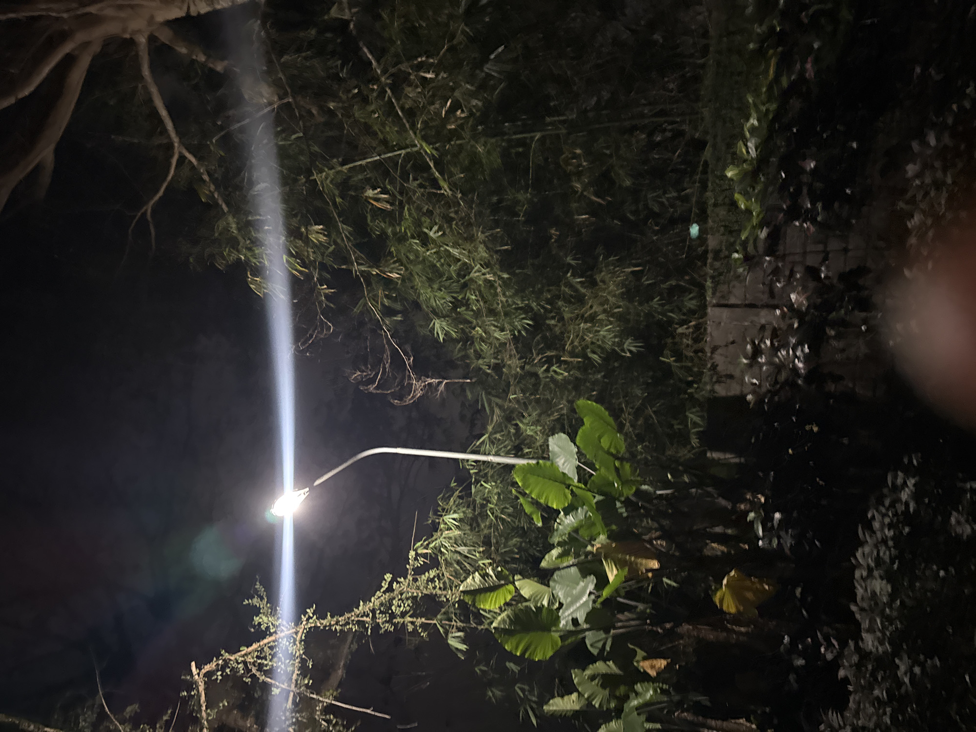 An outdoor night scene in Kuta Selatan, Indonesia, features a street lamp illuminating a dense area of tropical vegetation. The lamp, a modern, white pole-mounted fixture, casts a bright, horizontal beam of light across the frame, creating lens flare and a haze effect in the dark sky. The foreground is dominated by large, dark green elephant ear plants and other leafy foliage. Behind them, a wall or hedge separates this area from a thick grove of bamboo and other trees. The branches of a larger tree are visible in the upper right portion of the image. The overall impression is one of a dimly lit, naturalistic setting within an urban environment at night.