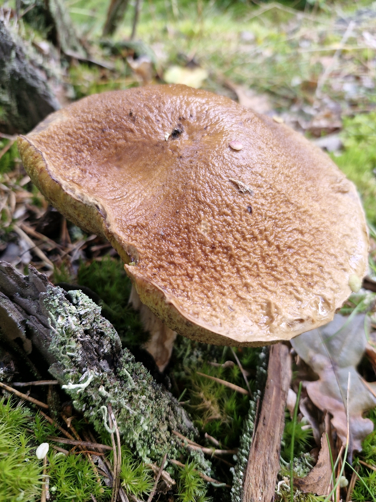 A close-up, eye-level shot captures a single, mature mushroom with a large, convex, brown cap. The cap's surface appears slightly slimy or wet, with a textured, wrinkled appearance and some dark spots or blemishes. The edge of the cap is a lighter, yellowish-green. The mushroom is situated amidst a forest floor environment, characterized by lush green moss, dry brown leaves, pine needles, and decaying wood. A piece of moss-covered bark or log is visible in the foreground to the left, and a dry twig or stick runs vertically in the center of the frame. The background is softly blurred, showing more greenery and the indistinct shapes of trees. The lighting suggests an overcast day or shaded area, with diffused light creating soft shadows. The scene appears to be in a natural setting, likely a forest or wooded area.