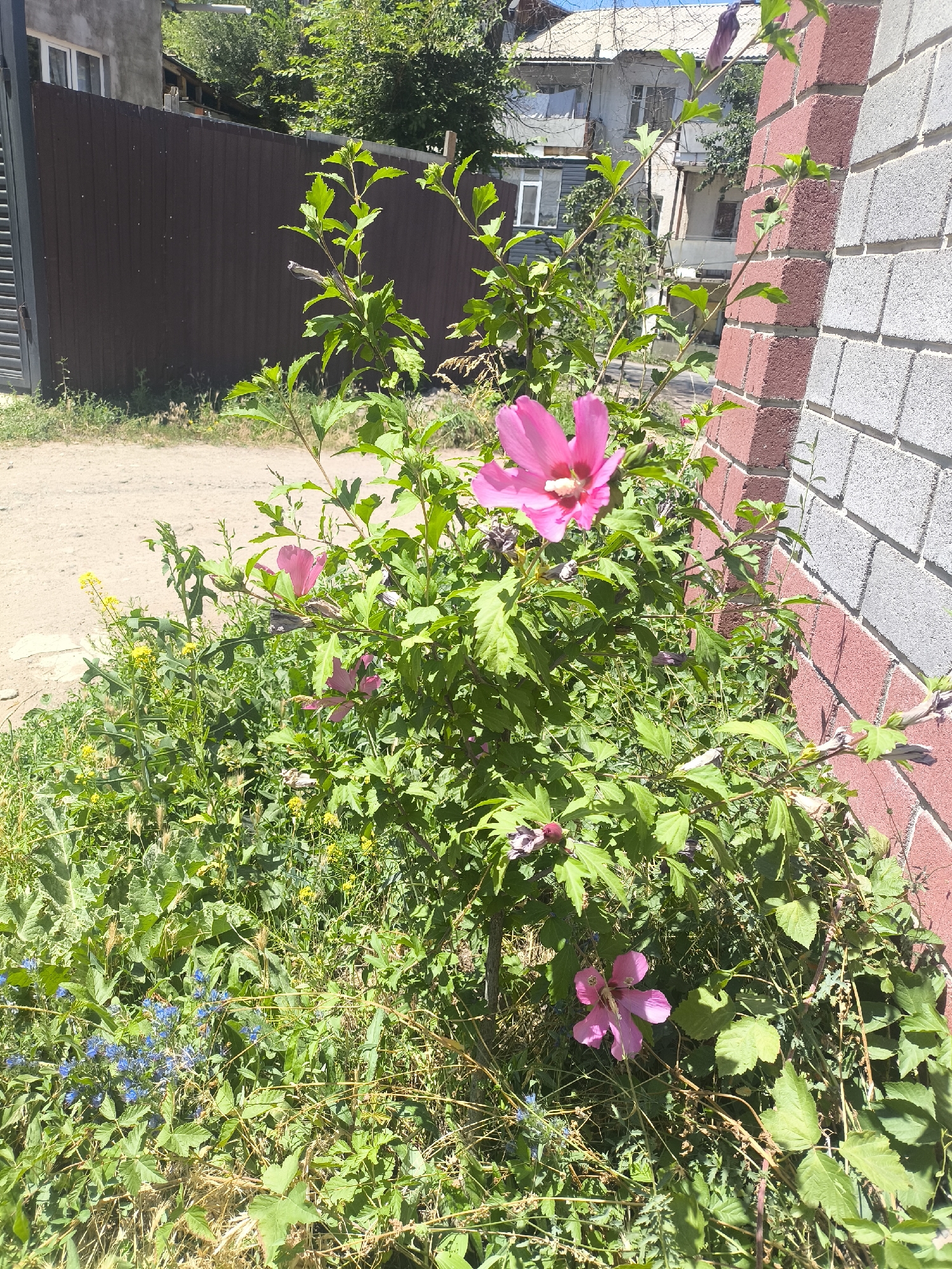 In the city of Malinovka, Kyrgyzstan, a bush with vibrant pink hibiscus flowers is growing next to a brick wall. The wall is made of red and grey concrete blocks. In the background, there is a brown fence and a multi-story building. A dirt path is visible in front of the fence. The vegetation around the hibiscus bush includes small yellow and blue flowers, as well as dry grass. The scene is bathed in sunlight, casting shadows on the ground and foliage.