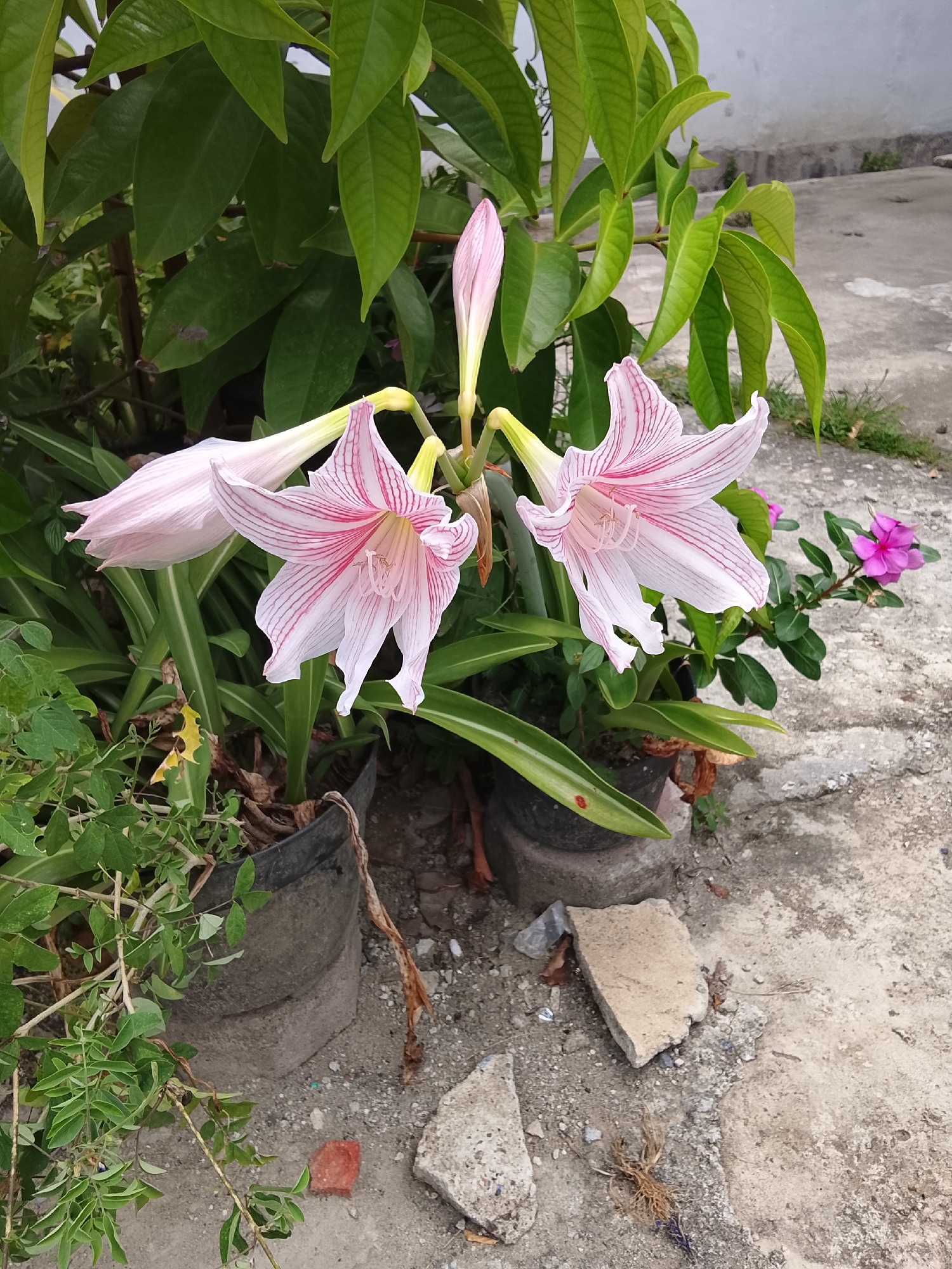 This is a close-up, eye-level photograph of a cluster of pink and white striped amaryllis flowers. The flowers are in various stages of bloom, with some fully open and others still in bud. They are positioned in the foreground, with lush green leaves and stems surrounding them. In the background, a concrete ground surface is visible, interspersed with scattered debris such as small rocks and a piece of broken concrete. To the right, a small pink periwinkle flower is also visible. The scene appears to be outdoors, likely in a residential area given the presence of potted plants and the concrete ground. The lighting suggests it is daytime. The location is specified as Lhokseumawe, Indonesia. There are no people or animals present in the image.