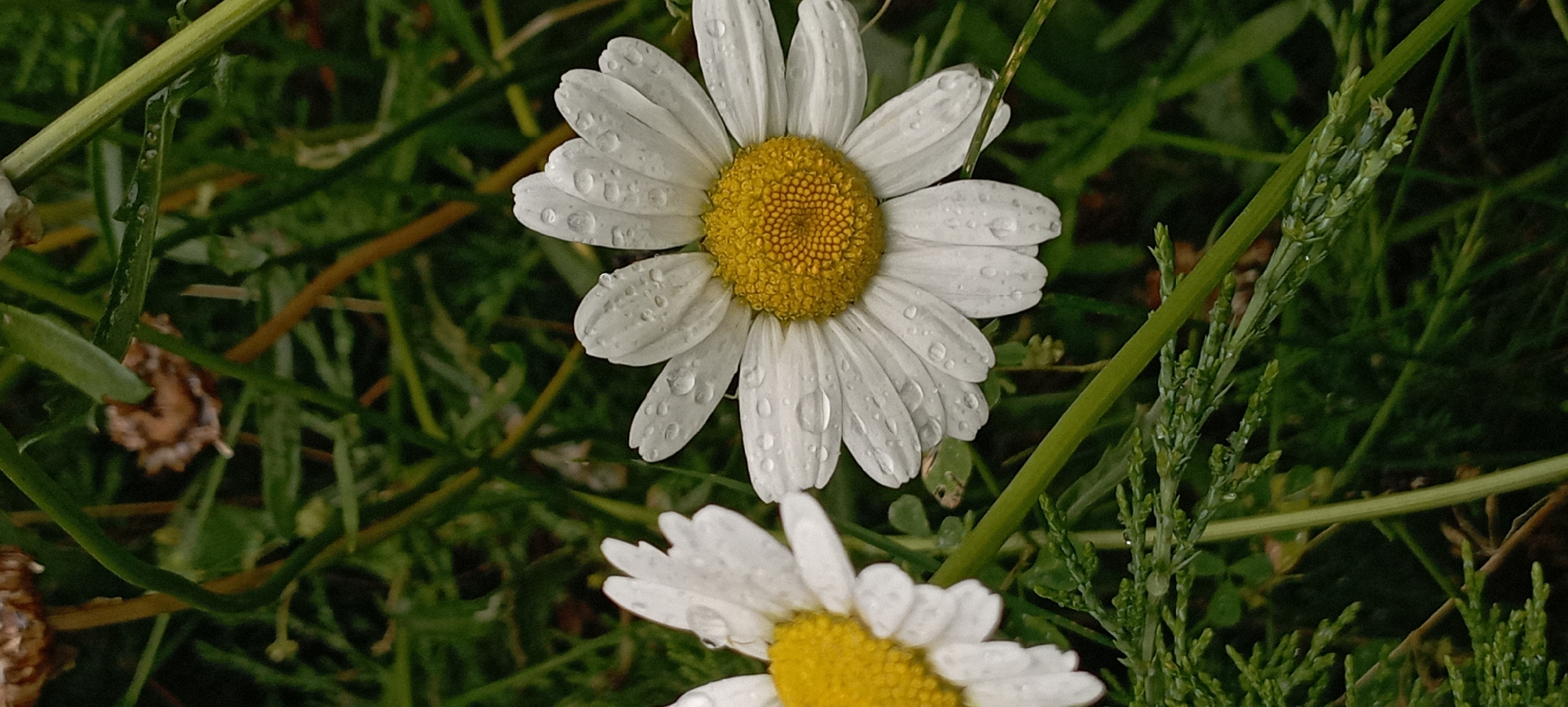 The image is a close-up shot of two daisies with water droplets on their petals, set against a background of lush green grass and foliage. The daisies are white with bright yellow centers, and their petals are delicate and curved. The water droplets create a glistening effect, suggesting that the photo was taken after a rain shower. The background is a blur of various shades of green, with hints of brown from fallen leaves or twigs. The overall impression is one of natural beauty and freshness.
This image was taken in Radisne, Ukraine, a small village located in the Poltava Oblast. The specific location within Radisne is not specified, but it is likely a garden, park, or a natural area with abundant vegetation. The scene depicts a tranquil and serene environment, untouched by urban development. The focus on the daisies suggests a peaceful moment in nature, where the simple beauty of flowers is captured in detail.