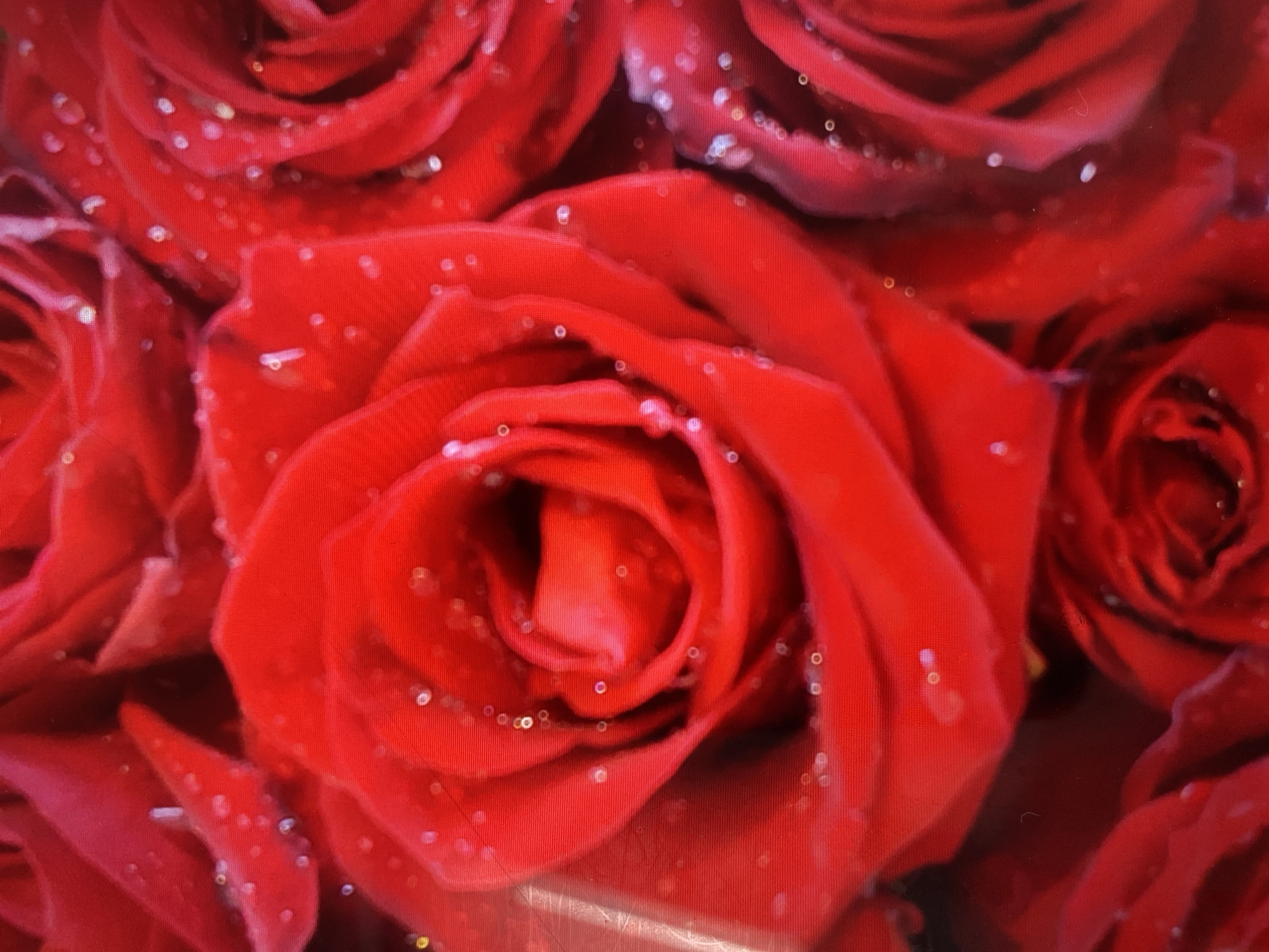 The image displays a close-up view of several vibrant red roses, some of which are adorned with tiny water droplets. The roses are tightly packed together, forming a lush bouquet. The lighting highlights the rich red hues of the petals and the sparkling effect of the water. There is no discernible urban or natural environment visible, therefore the location in Kuala Lumpur, Malaysia cannot be determined from the image. The scene is purely focused on the floral arrangement.