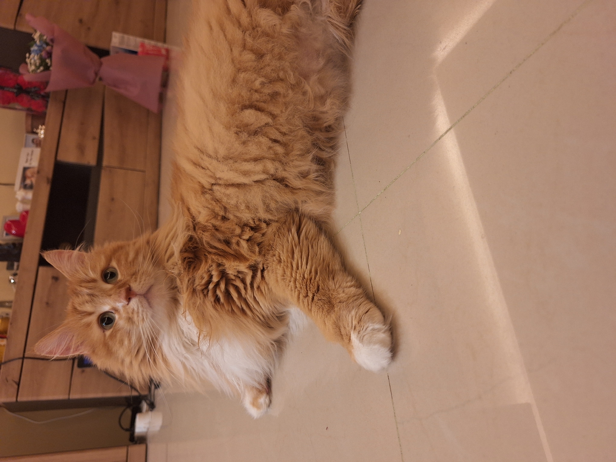 A fluffy, ginger-colored cat with white markings on its chest and paws is lying on a beige-tiled floor. The cat is facing the camera. To the left of the cat, there is a wooden cabinet. On top of the cabinet, there is a bouquet of flowers wrapped in pink paper. The environment suggests an indoor setting, possibly a home. The location, Varna, Bulgaria, cannot be determined from the visual information provided.
