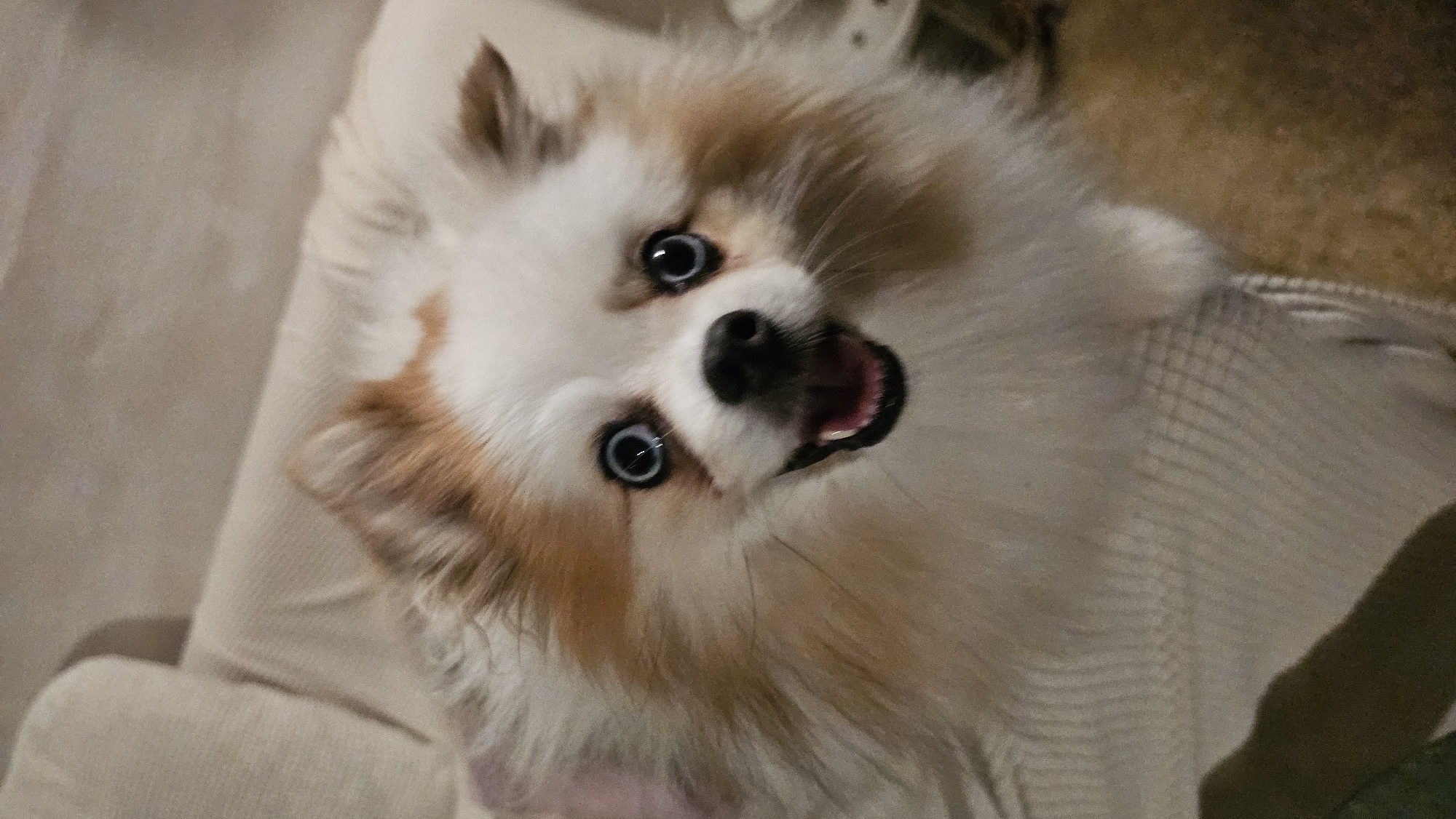 A close-up, eye-level shot captures a small, fluffy Pomeranian dog with striking blue eyes and a happy expression. The dog's fur is a mix of white and light brown. Its mouth is open, revealing its pink tongue. The background is soft and out of focus, suggesting an indoor setting. The dog appears to be resting on a light-colored, textured surface, possibly a sofa or blanket. The lighting is dim, creating a warm and intimate atmosphere. There are no discernible elements placing the scene in Baan Chaweng, Thailand.