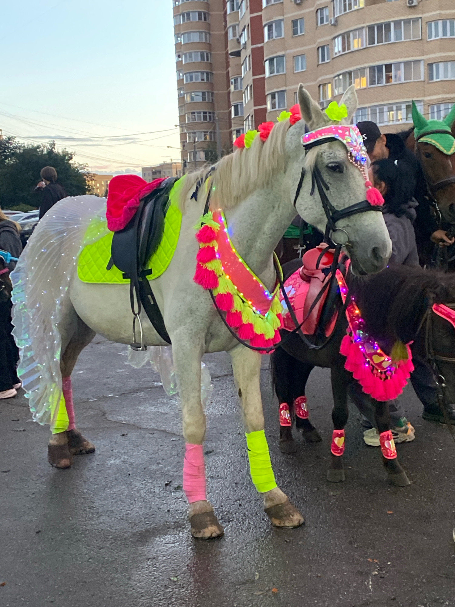 In Ivanteyevka, Russia, two decorated horses are present on a wet asphalt surface, possibly after rain. The larger horse, a white mare, is adorned with a bright pink saddle blanket, a neon yellow saddle pad, and a shimmering, translucent tail covering with iridescent accents. Its head is decorated with a pink and blue headdress and neon green and pink floral embellishments. Pink and neon yellow wraps adorn its legs. A smaller, dark-colored pony stands beside it, also decorated with a pink saddle blanket, a neon pink and yellow fringe adorned with lights, and pink leg wraps with heart designs. Several people are visible in the background, some appearing to interact with the horses. The scene is set against a backdrop of a multi-story residential building and some trees. The lighting suggests it is either early morning or late afternoon.