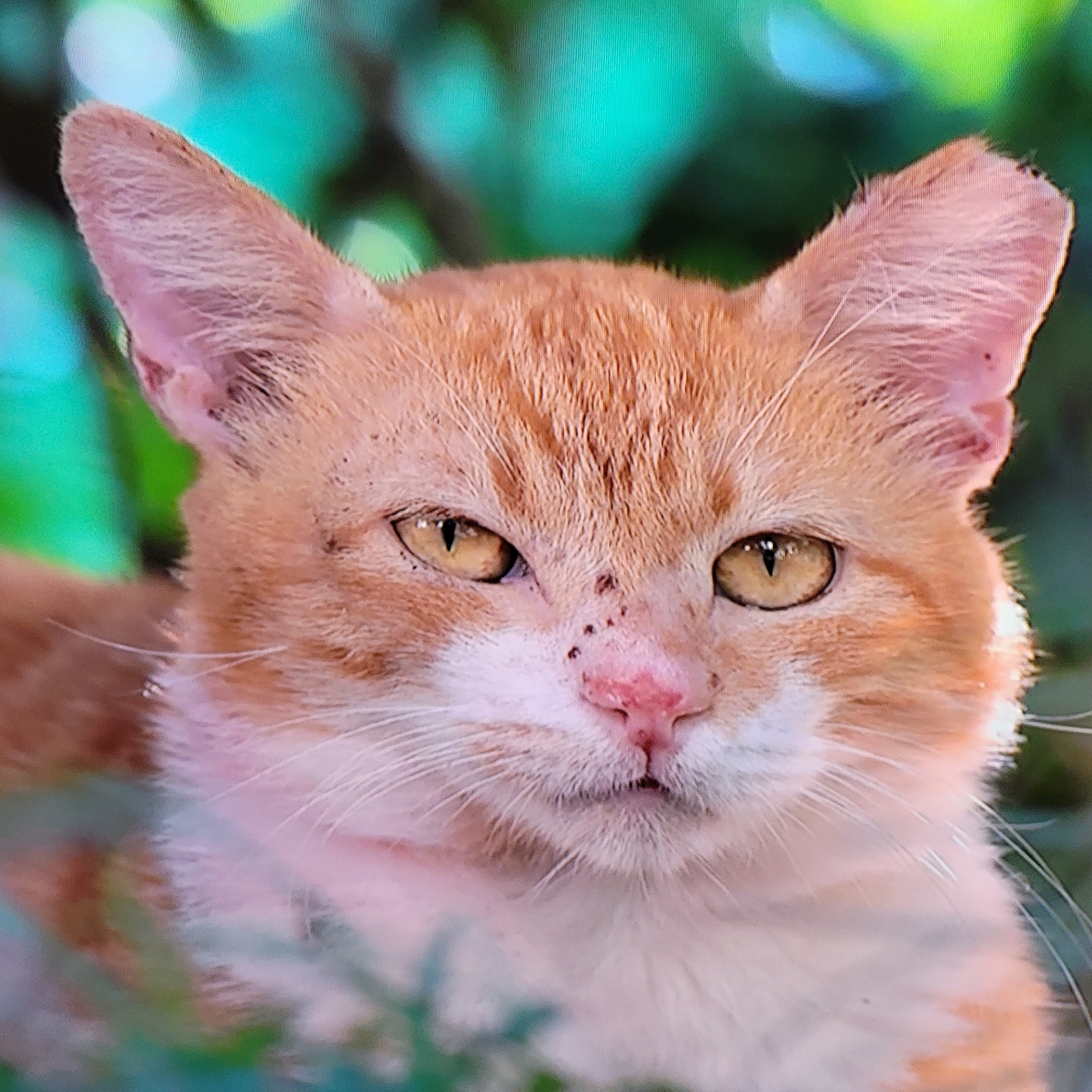 Close-up of a ginger and white cat with yellow eyes. The cat has some dark spots near its nose and ears. The background is blurred green foliage. The image does not provide any information about the city of Yerevan, Armenia.