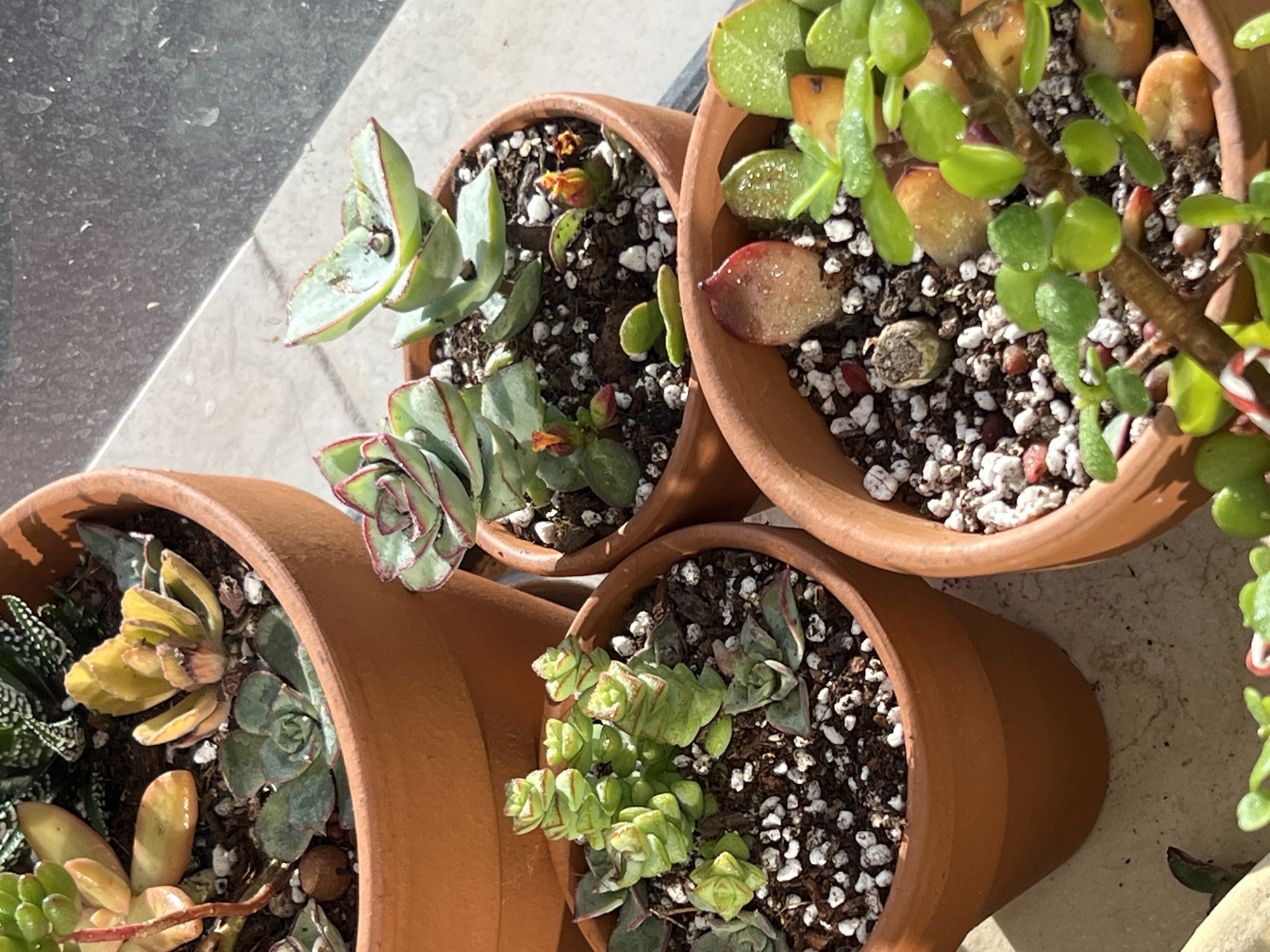 A close-up, high-angle shot depicts four terracotta pots containing various succulents. The pots are arranged on a light-colored surface, potentially a patio or balcony. The succulents vary in type, showing different leaf shapes, colors (green, yellow, red-tinged), and textures. The soil in each pot is a dark mixture with white perlite. The lighting is bright and sunny. Location information suggests this scene might be in Kiryat Bialik, Israel, but the image itself doesn't offer visual confirmation of that location.