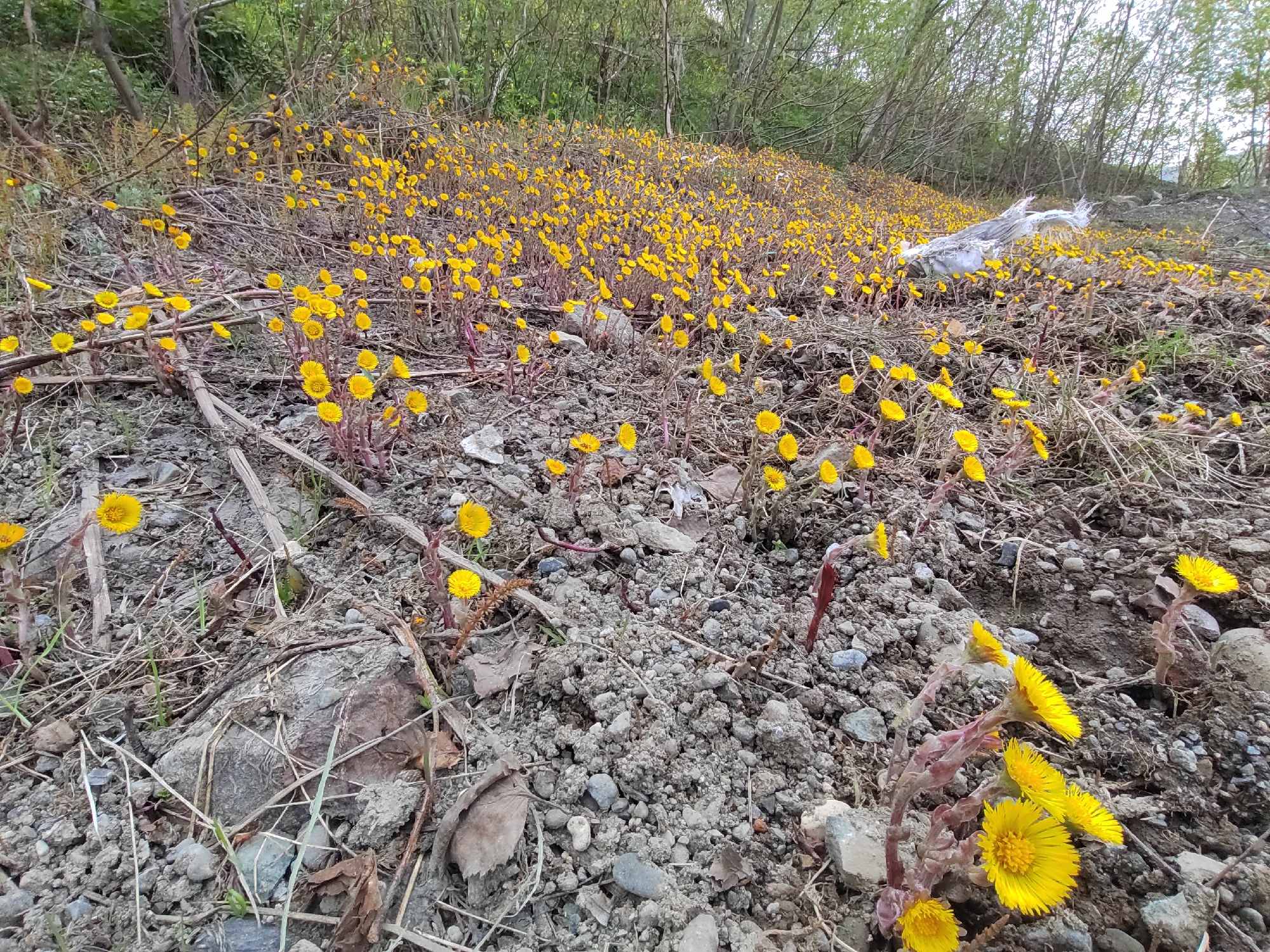 The image depicts a hillside covered in numerous bright yellow flowers. The flowers have short, stout stems and are densely packed across the terrain. The ground is composed of dark soil, small rocks, and dry vegetation. In the background, a wooded area with thin trees and some fallen white material, possibly debris or plastic, is visible. The overall scene suggests an outdoor natural environment, possibly a roadside embankment or a clearing in a forest.