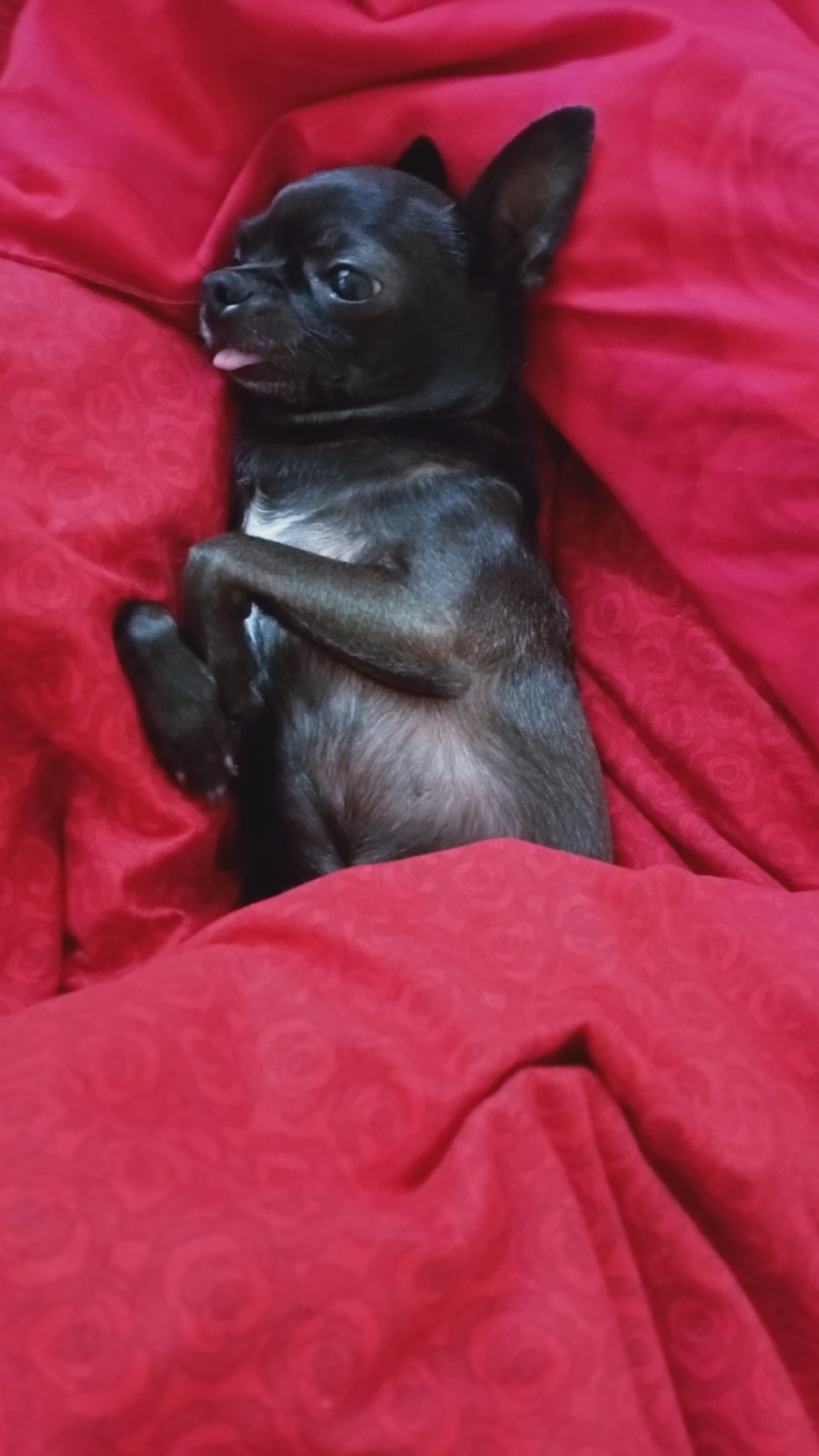A black chihuahua puppy is lying on its back on a red blanket with a subtle rose pattern. The puppy's tongue is sticking out of its mouth, and its paws are curled up towards its chest. The puppy has large, expressive eyes and pointed ears. The blanket is draped in soft folds, creating a cozy and inviting scene. The image is taken from a high angle, looking down at the puppy. This image was likely taken indoors, in a home environment, and does not provide any information about the city of Sokuluk, Kyrgyzstan.