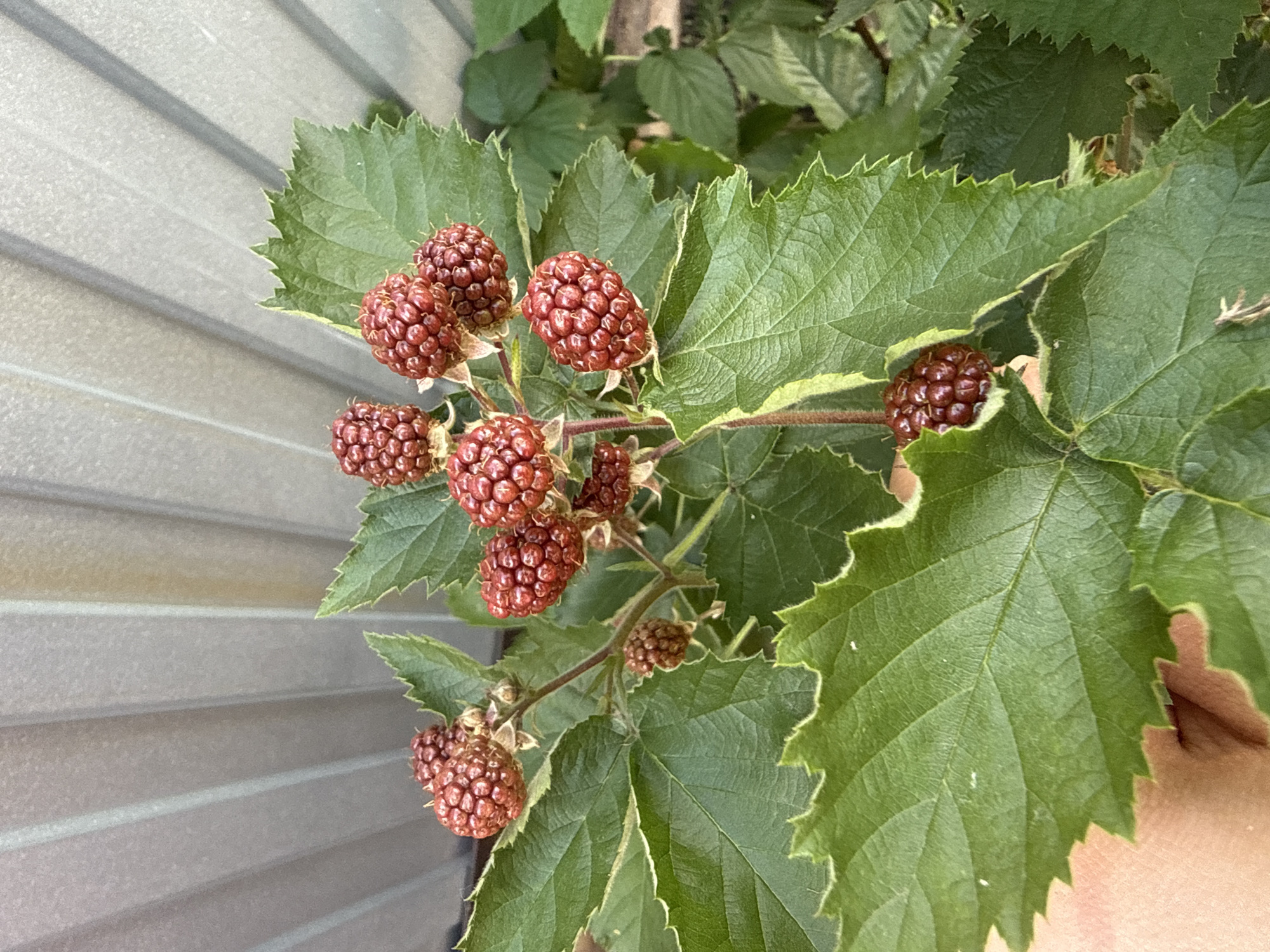 The image shows a close-up view of a blackberry bush with several unripe blackberries and green leaves. The bush is growing in front of a corrugated metal fence. A hand is partially visible in the lower left corner, suggesting someone is interacting with the bush. The setting appears to be outdoors, likely in a garden or yard, in Павловка, Russia. The lighting suggests it is daytime.