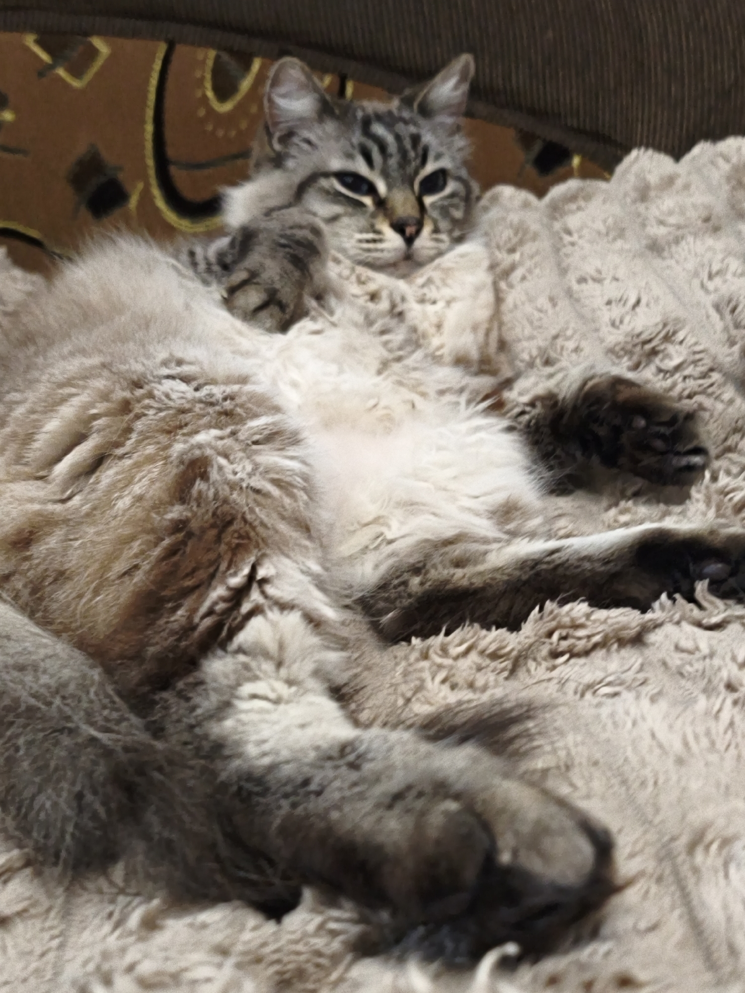 A cat is reclining on a plush, tan-colored blanket. The cat has gray and white fur, with tabby markings on its face. It is lying on its back, with its paws extended. The background shows a patterned brown and beige couch. There is no indication this image was taken in Sevastopol, Ukraine.
