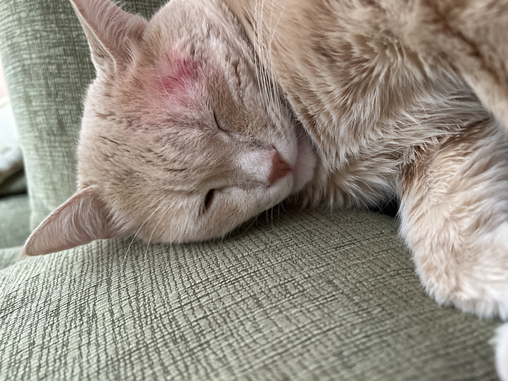 A close-up, eye-level shot captures a ginger cat sleeping on its side, nestled against a textured green sofa. The cat's fur is a light orange hue. A noticeable patch of redness is present on the cat's forehead, near its left eye. The cat's eyes are closed, and its nose is a soft pink. The background consists of the green sofa's textured fabric. There is no indication of a specific location in Moscow, Russia.