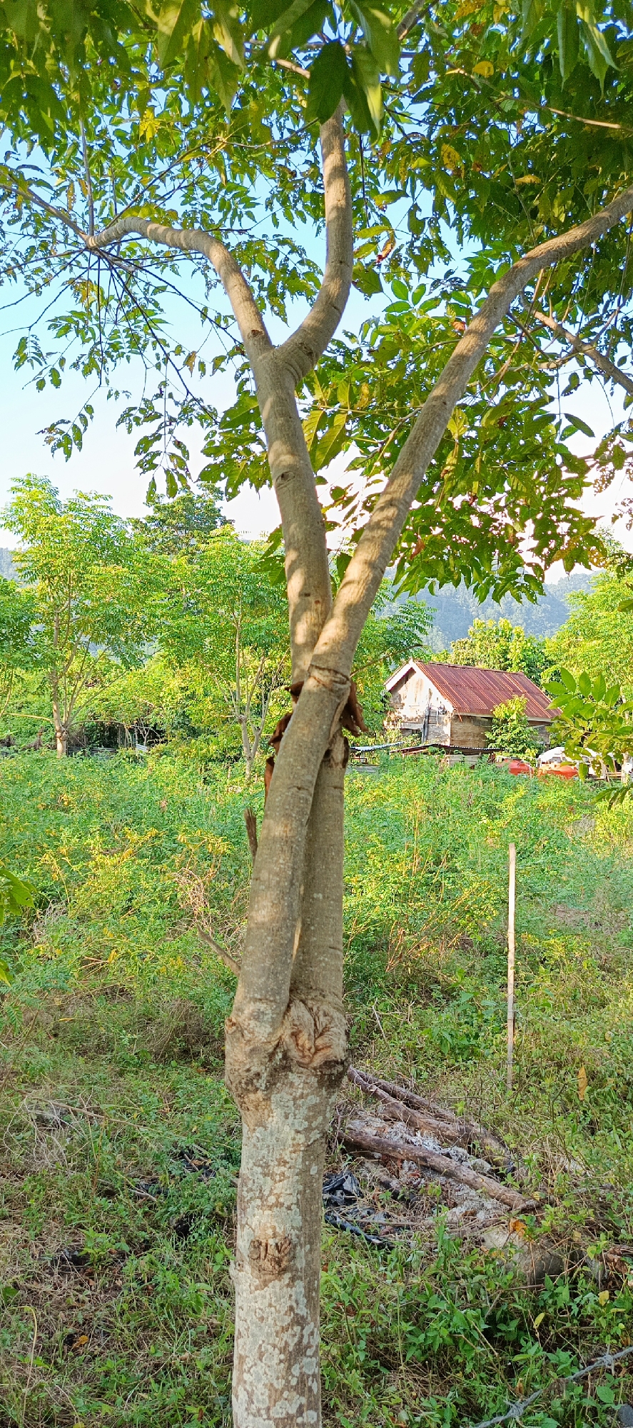 A close-up, vertical shot focuses on the trunk of a tree with two main branches intertwined. The tree's bark is light brown and mottled with lichen. In the background, a small wooden house with a red metal roof is visible, surrounded by lush green foliage. The scene appears to be in a rural area, possibly Meunasahmesjid, Indonesia, with a clear blue sky overhead and soft sunlight filtering through the leaves. There are no people or animals visible in the image.