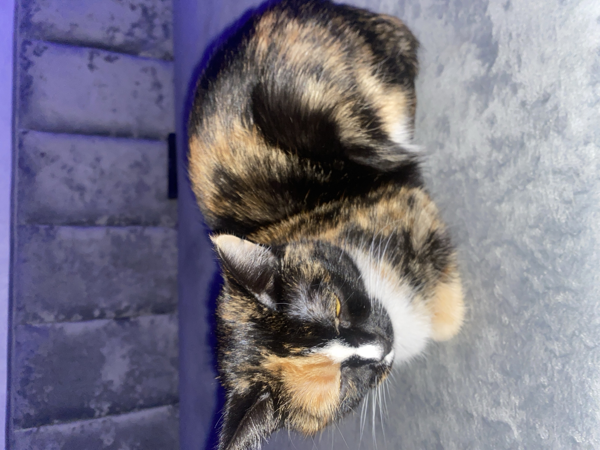 A calico cat is lying on a gray, textured surface. The cat's head is tilted to the left, with its eyes partially closed. Its fur is a mix of black, orange, and white. The background features a padded, gray headboard with vertical seams. The lighting appears to be indoor and somewhat dim. The location is unknown, and the city of Chaikovsky, Russia, is not suggested or implied in the image.
