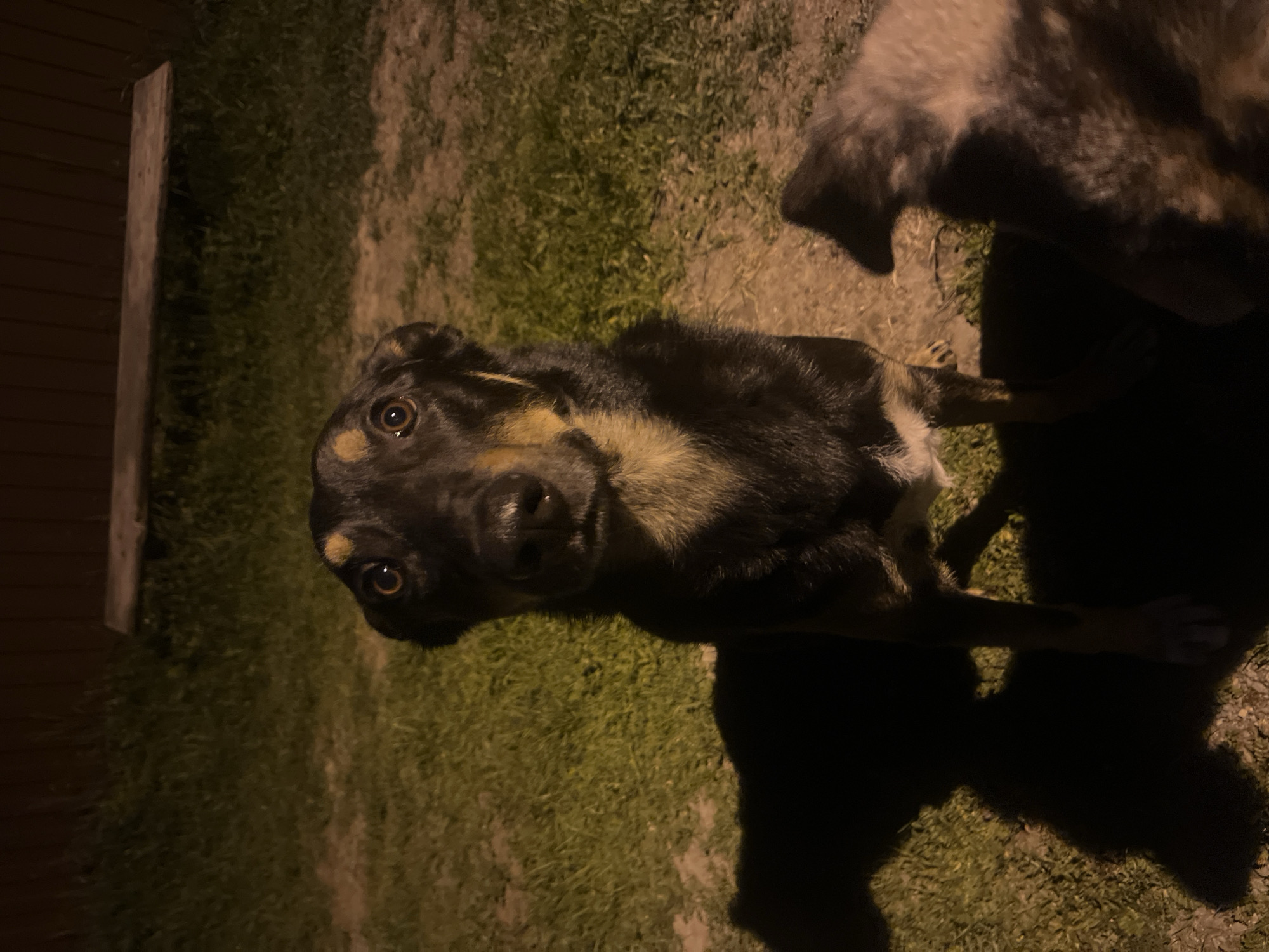 A dark-colored dog with tan markings is the central subject of the image, appearing in the lower left of the frame. A second dog, partially visible, occupies the upper right portion of the image. The scene is set outdoors on a surface composed of grass and bare soil. A dark, vertical object, possibly a portion of a wooden structure, is visible on the left edge of the image. The lighting conditions suggest it is nighttime. There is no information in the image to suggest the location is in Nizhny Tagil, Russia. There are no people visible.