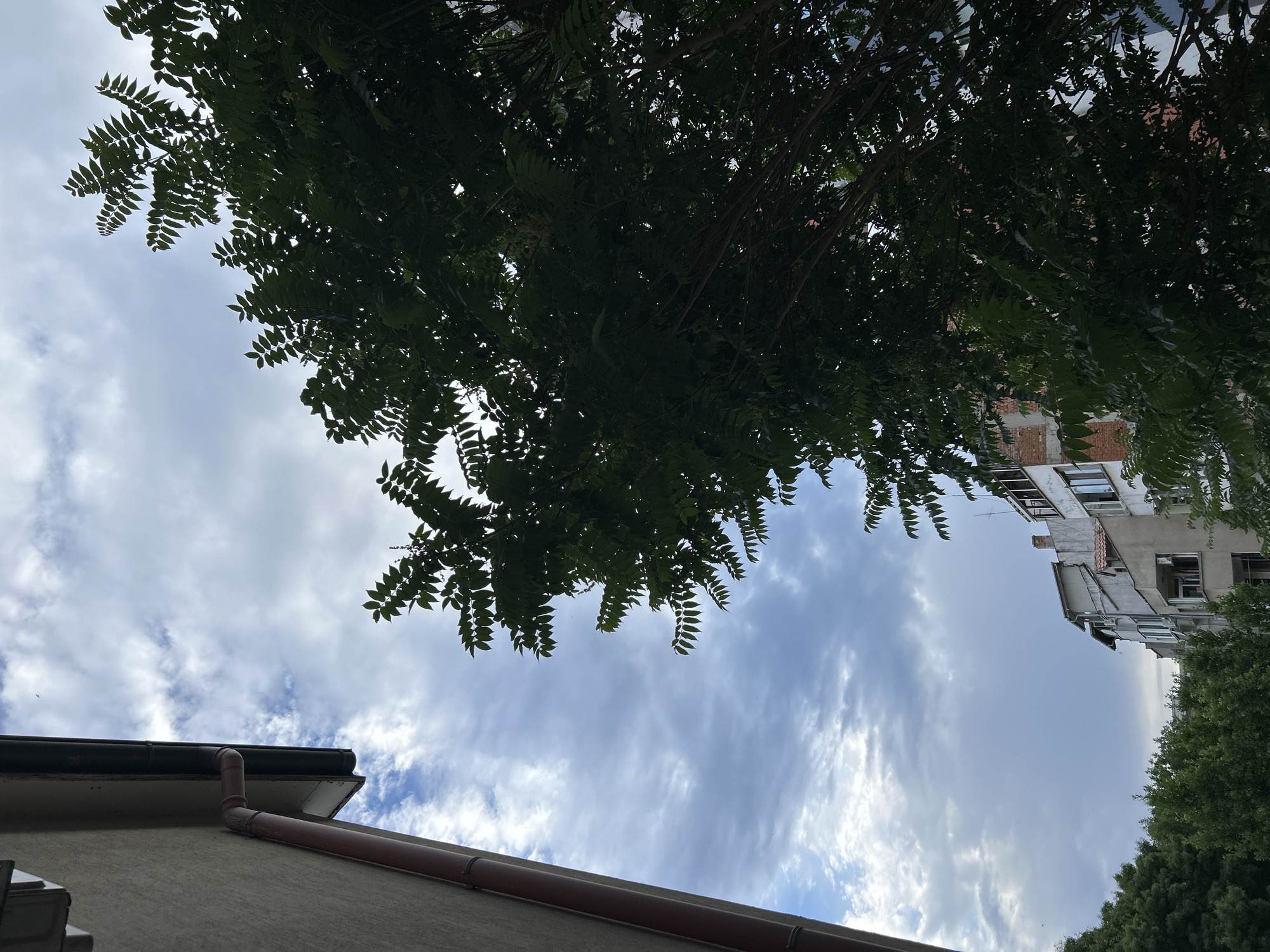 This is a vertical, eye-level shot from a slightly upward angle, capturing a portion of a building on the left side of the frame, a dense green tree in the foreground occupying the right half, and a cloudy sky with some buildings visible behind the tree.
On the far left, a textured, light-colored building wall is visible, with a red downspout running vertically. The edge of a roof overhang is also present.
The foreground is dominated by the lush green foliage of a large tree, with its branches and leaves creating a dense canopy that extends across the right side of the image and partially obscures the background. The leaves are a dark green and appear to be arranged in compound clusters.
In the background, behind the tree, several multi-story buildings are visible. These buildings appear to be residential, with windows and balconies. One building has a brick facade, while others are plastered and painted in light colors. The roofs are a mix of flat and sloped, with some showing tiles.
The sky above is filled with a mix of white and grey clouds, suggesting an overcast or partly cloudy day. The lighting is diffused, casting soft shadows.
While the image is taken in the city of Burgas, Bulgaria, no specific landmarks are identifiable to pinpoint the exact location. There are no people or discernible actions taking place in the scene. The overall impression is one of an urban environment with a significant presence of greenery.