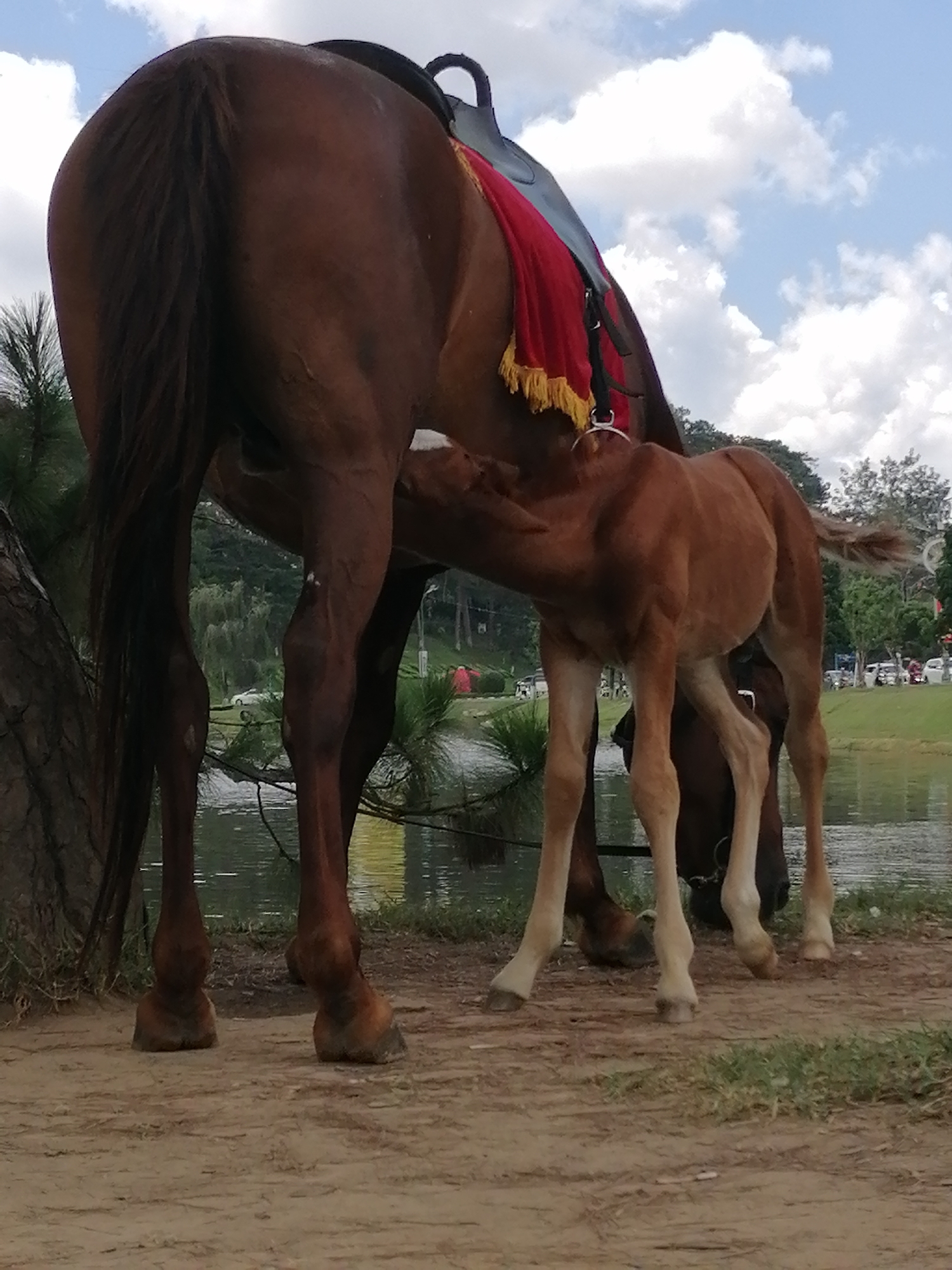 A brown mother horse, wearing a saddle pad with red and yellow tassels, stands in a dirt area next to a body of water. A small, brown foal nurses from the mother horse. The background shows a treeline with greenery, a lake, and in the distance, vehicles and people. The sky is partly cloudy with white clouds against a blue sky. The scene appears to be outdoors, possibly in a park or recreational area. The image is shot from a low angle, focusing on the horses. The specific location in Da Lat, Vietnam is not discernible from the visual information provided.