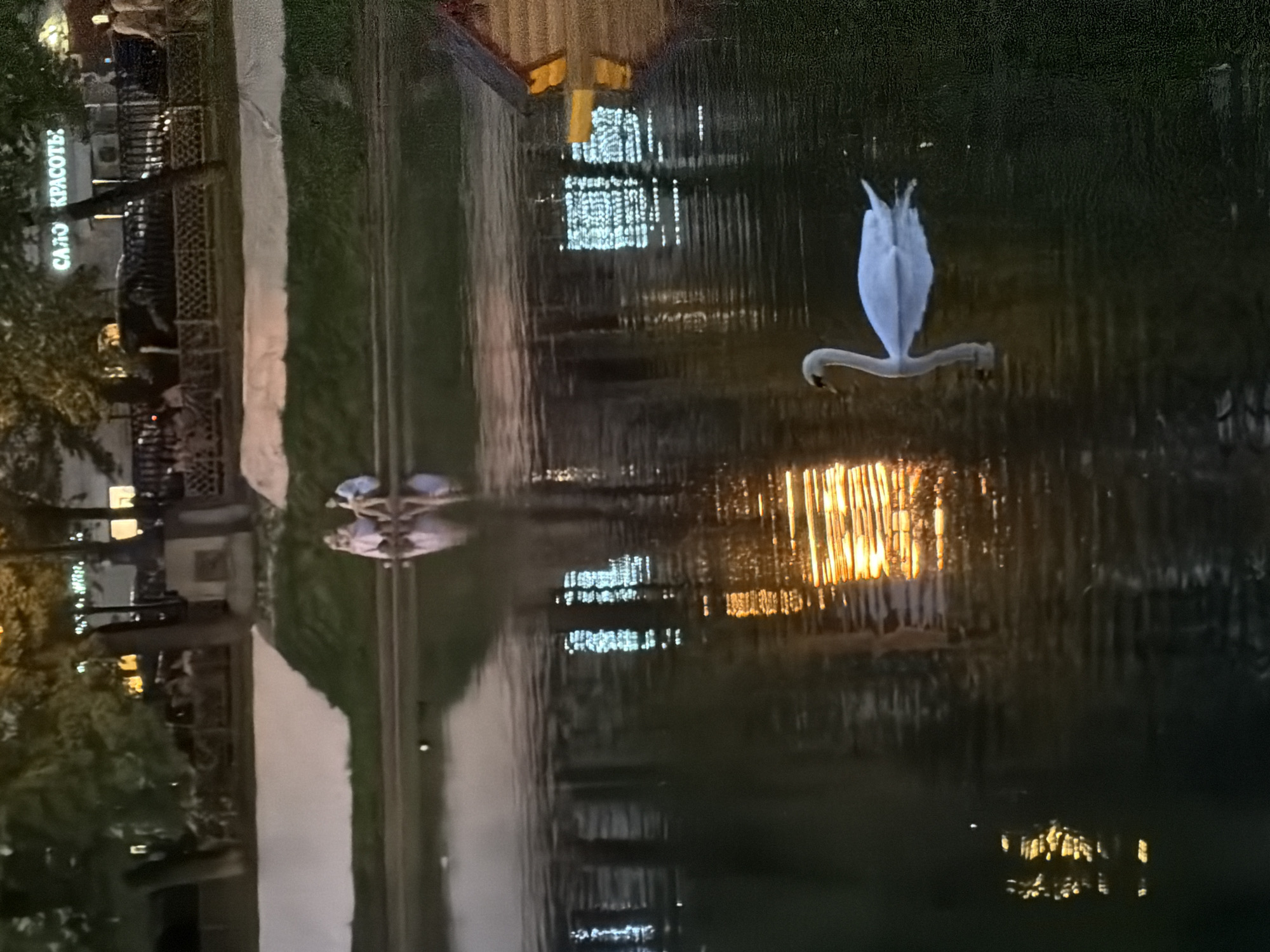 The image shows a swan in a body of water, likely a pond or lake, at night in Moscow, Russia. Lights from nearby buildings are reflected in the water, adding to the scene's ambiance. The swan is the main subject, with its white plumage standing out against the darker water. In the background, the reflection of a sign "САЛО КРАСОТЫ" is visible. A few people stand nearby, and outdoor lighting fixtures appear to be set up along the bank of the pond/lake. The lighting suggests it is dusk or nighttime.