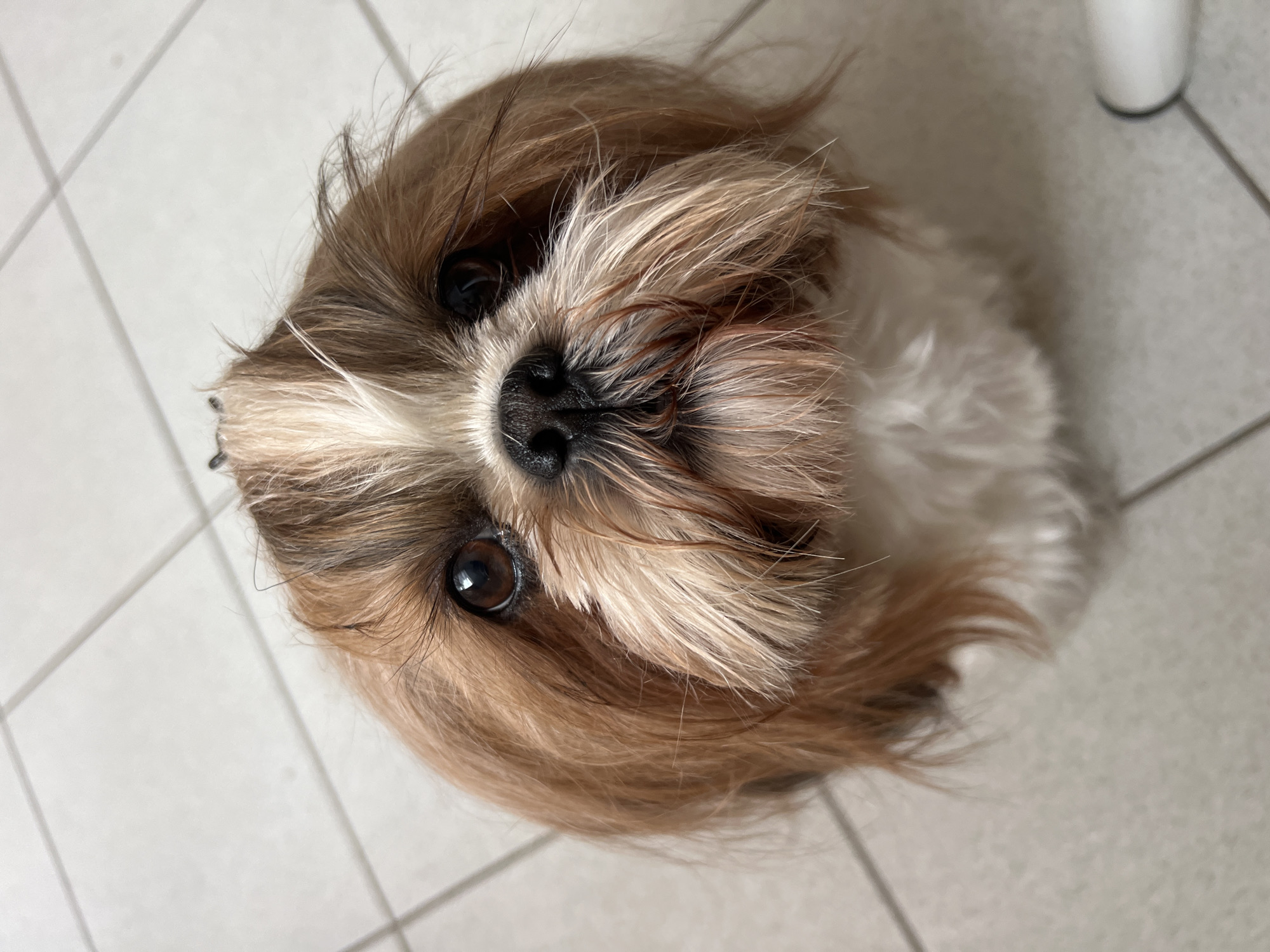 A Shih Tzu dog with brown and white fur is looking up at the camera, its face filling most of the frame. The dog has dark brown eyes and a black nose. Its fur is somewhat disheveled around its face. The dog is sitting on a tiled floor, the tiles are a light greyish-white color and appear to be square. The background is out of focus, showing more of the tiled floor. The image was taken in Białystok, Poland.