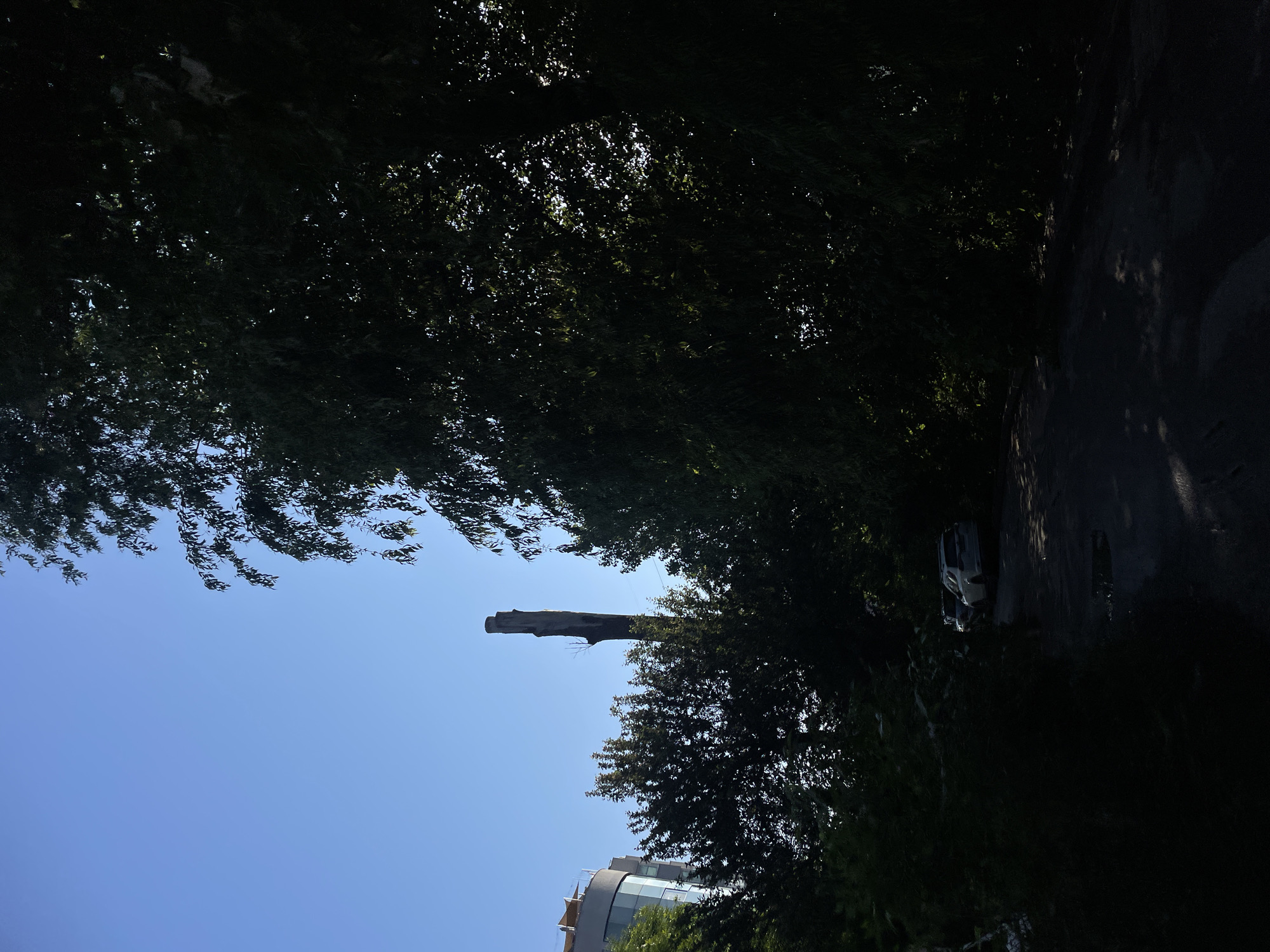 The image, rotated 90 degrees counter-clockwise, presents a daytime outdoor scene viewed from beneath a dense canopy of trees. The upper portion of the frame is dominated by a clear, bright blue sky.
Dark green foliage from numerous trees frames the scene, with some areas of sunlight dappling through the leaves. A prominent, thick, cut tree trunk or snag stands vertically against the sky in the central-left area, devoid of branches or leaves.
In the lower-right section, a white car, possibly an SUV or van, is visible on a dark paved surface that appears to be a road or driveway. Below the prominent tree trunk, in the mid-ground, the upper part of a modern building with glass windows and some architectural or structural elements can be seen.
The time of day is clearly bright and sunny, indicated by the brilliant blue sky and the lighting conditions. No people are visible, and there is no specific activity occurring. No text is visible in the image. The scene suggests an urban or suburban environment where natural elements like trees coexist with infrastructure and buildings.