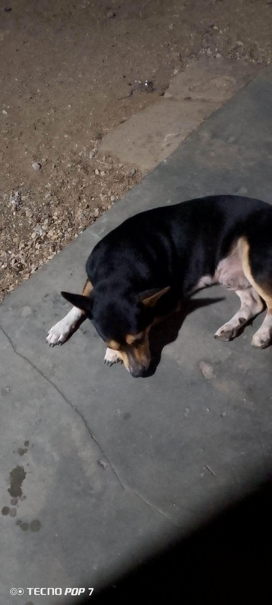 The image shows a dog resting on a concrete surface, likely a sidewalk or patio. The dog is predominantly black with tan markings on its face, legs, and underside. It is lying down with its head resting on its paws. The surrounding environment includes an unpaved area with dirt and small rocks visible in the background. The image was taken in the city of Altagracia, Venezuela, as indicated by the camera information in the corner.