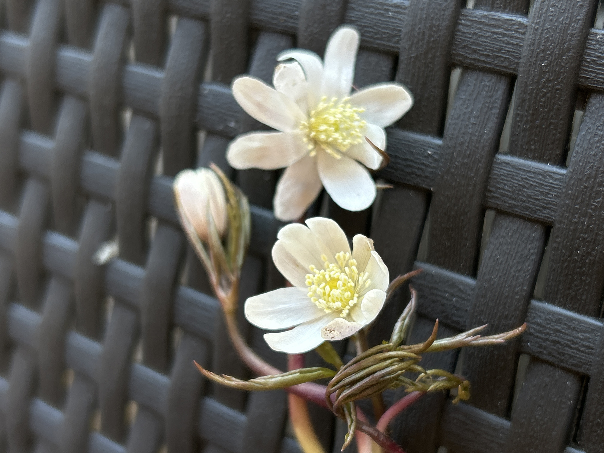 The image shows two small white flowers with yellow centers, along with a bud, positioned against a dark, woven-patterned background. The flowers appear to be growing, or placed, adjacent to the woven surface. The stems of the flowers are reddish-brown, and there are also some unopened leaves visible. The image does not provide any information to determine if this image was taken in Уральское, Russia.