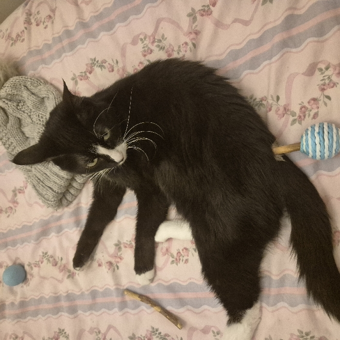 A black and white cat contorts on a floral patterned bedspread. The cat's head is turned, with its white whiskers prominent against its dark fur. A gray knit hat sits to the cat's left. Scattered around are a blue felt ball, a small stick, and a blue and white striped ball attached to a wooden handle. The cat's posture is unusual, twisting to seemingly address something behind it.