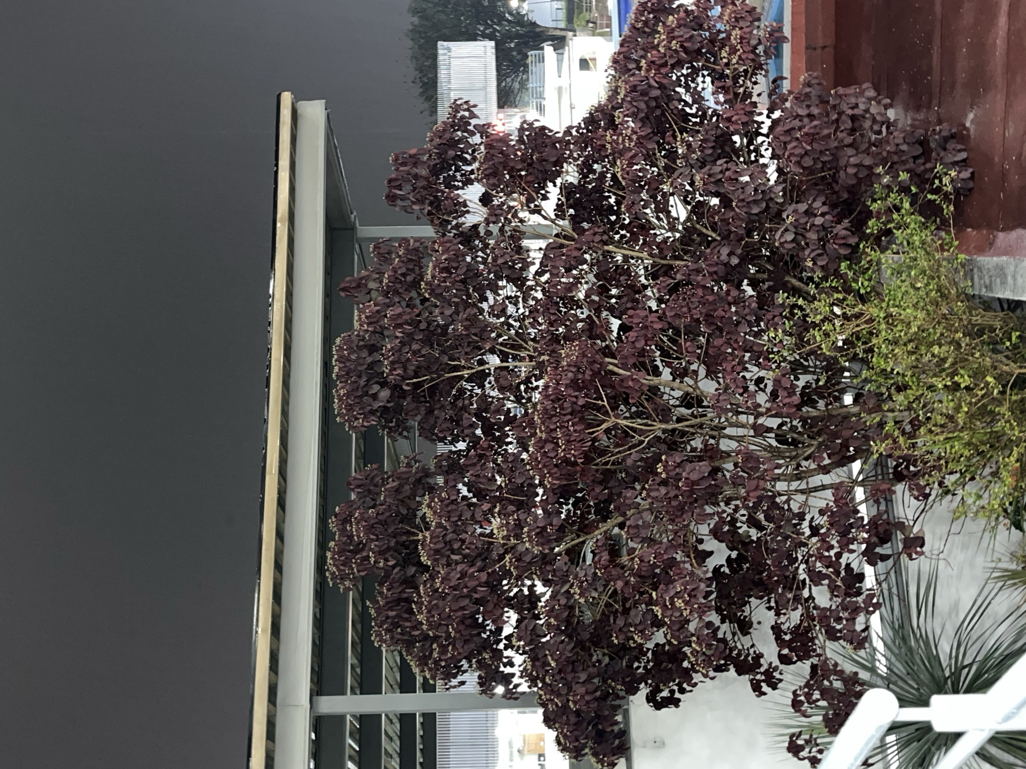 Here is a detailed description of the image:
**Scene:** The image showcases a plant with dark maroon leaves and thin, light-colored branches. It's positioned against a backdrop that includes architectural elements.
**Environment and Objects:**
* **Architecture:** A part of a modern building is visible. There is a combination of glass, metal framework, and some solid wall structures. Some parts have horizontal lines which may be blinds or other similar features.
* **Background:** There is a dark gray wall or surface, possibly a building exterior, on the left side. The architecture is mostly white or light-colored in the background.
**People/Subjects:**
* None are visible in this specific frame.
**Actions/Interactions:**
* The scene appears static. There is no evident action.
**Location:**
* **City/Unknown Location:** Unknown.
* **Country/Unknown Location:** Unknown.