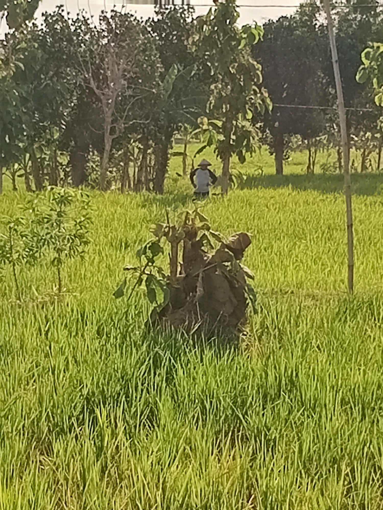 A full shot shows a person wearing a conical hat and standing in a lush green field of rice paddies under a bright sky. The person is standing behind a large pile of mud and branches. In the background, a line of trees can be seen. The image was taken in Mojorayung, Indonesia.