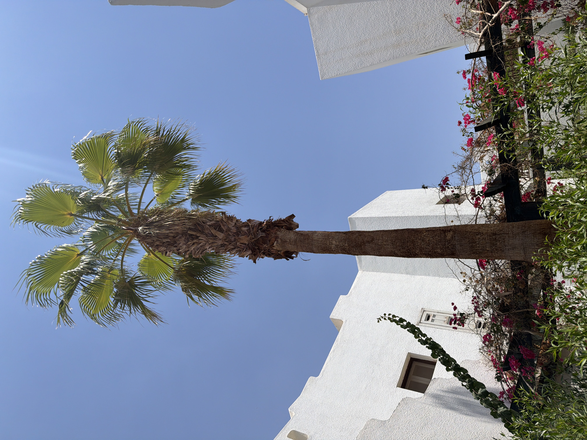 A tall palm tree dominates the frame, its fronds reaching towards a clear blue sky. White modern buildings with textured walls flank the palm tree on either side, creating a sense of architectural enclosure. A wooden pergola, adorned with vibrant pink bougainvillea and green foliage, is visible in the foreground, partially obscuring the base of the buildings and the lower trunk of the palm. A single dark-framed window is present on the left building, and a vine climbs its textured white wall. The scene suggests a sunny, resort-like environment, characteristic of a location such as Sharm El Sheikh, Egypt. There are no people or animals present in the image.