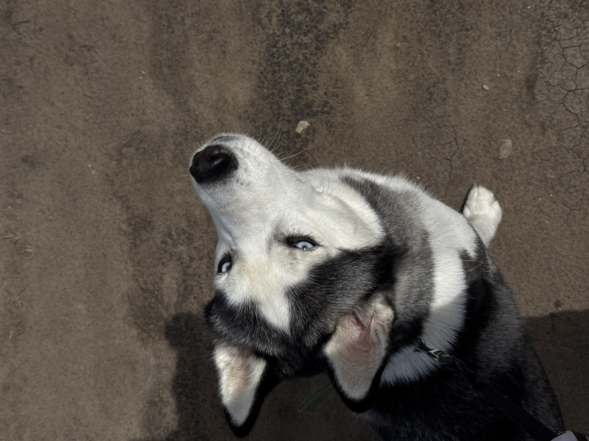 A high-angle, extreme close-up shows a husky dog looking upward. The dog has white and black fur, with striking blue eyes. Its nose is black and slightly shiny. The background is a textured, dark brown surface, possibly asphalt or concrete, with cracks visible. The dog wears a black collar. The overall lighting is bright, suggesting an outdoor setting.