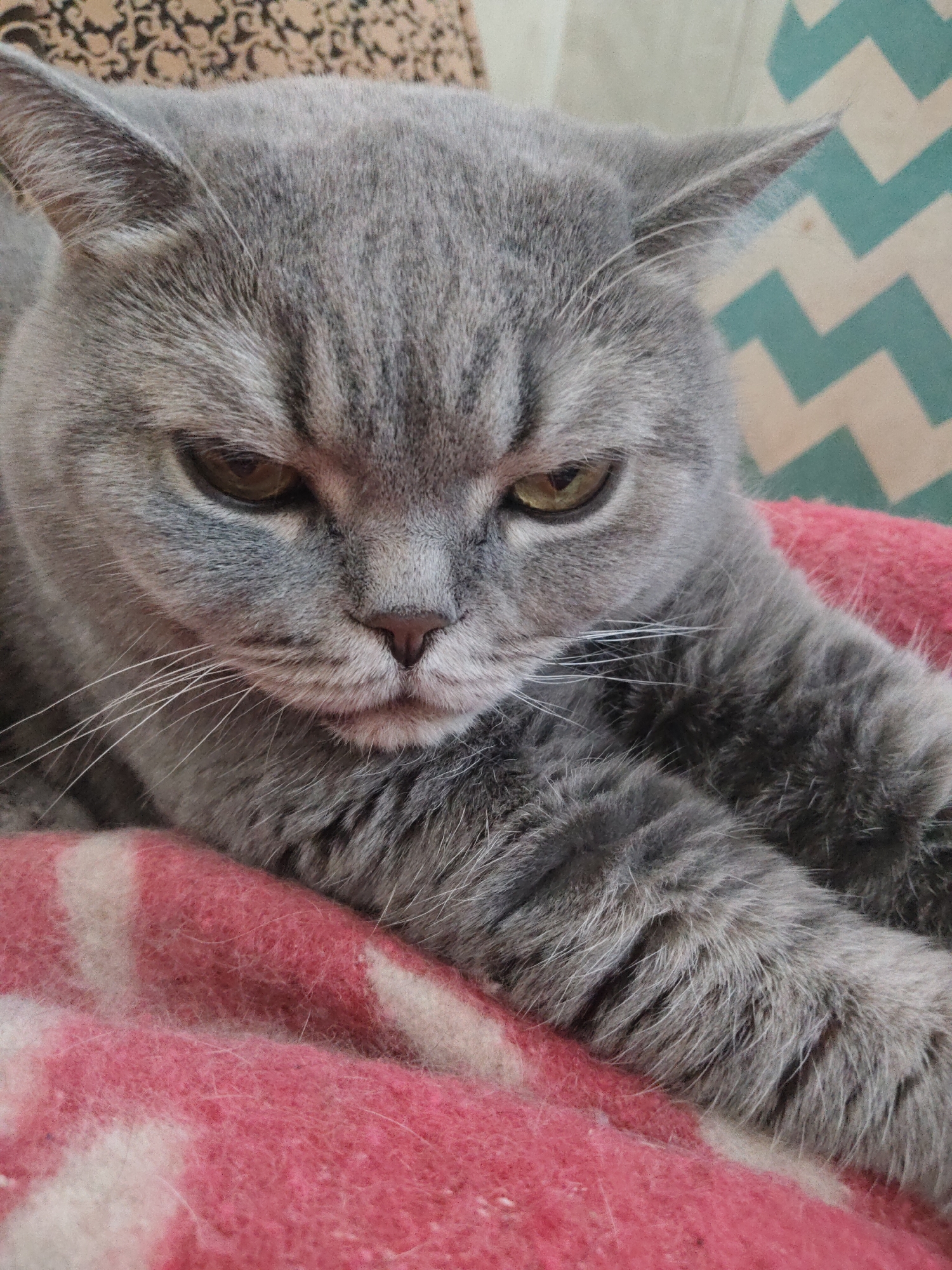 A medium-shot captures a grey, tabby cat lying on a pink and white striped blanket. The cat's eyes are a muted gold and appear narrowed. The animal's face presents a somewhat grumpy expression. The background is blurred, showing a decorative pillow or headboard with a beige, patterned fabric behind the cat's head, and a blue and white zig-zag pattern to the right. The setting appears to be indoors. There is no indication of the location being Perm, Russia.