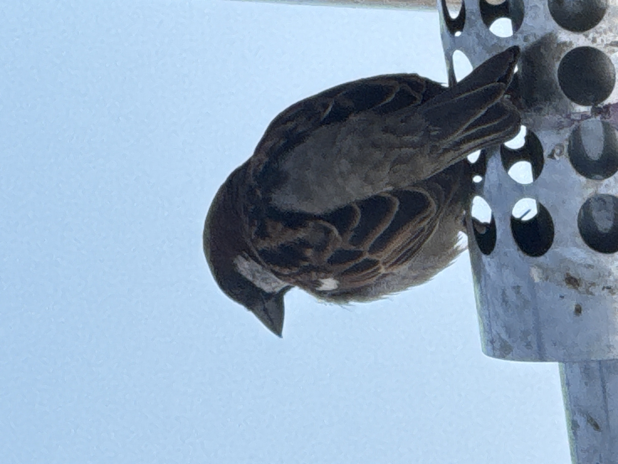 The image shows a close-up of a sparrow perched on a metal structure against a pale blue sky. The bird is facing left, with its head slightly tilted. Its plumage is a mix of brown, black, and white, with distinct markings on its wings and back. The metal structure appears to be part of some kind of industrial or urban fixture, with circular openings visible. The lighting suggests it is daytime, possibly morning or late afternoon. The environment appears to be outdoors, with no visible buildings or specific landmarks that would indicate the city of Tbilisi, Georgia.