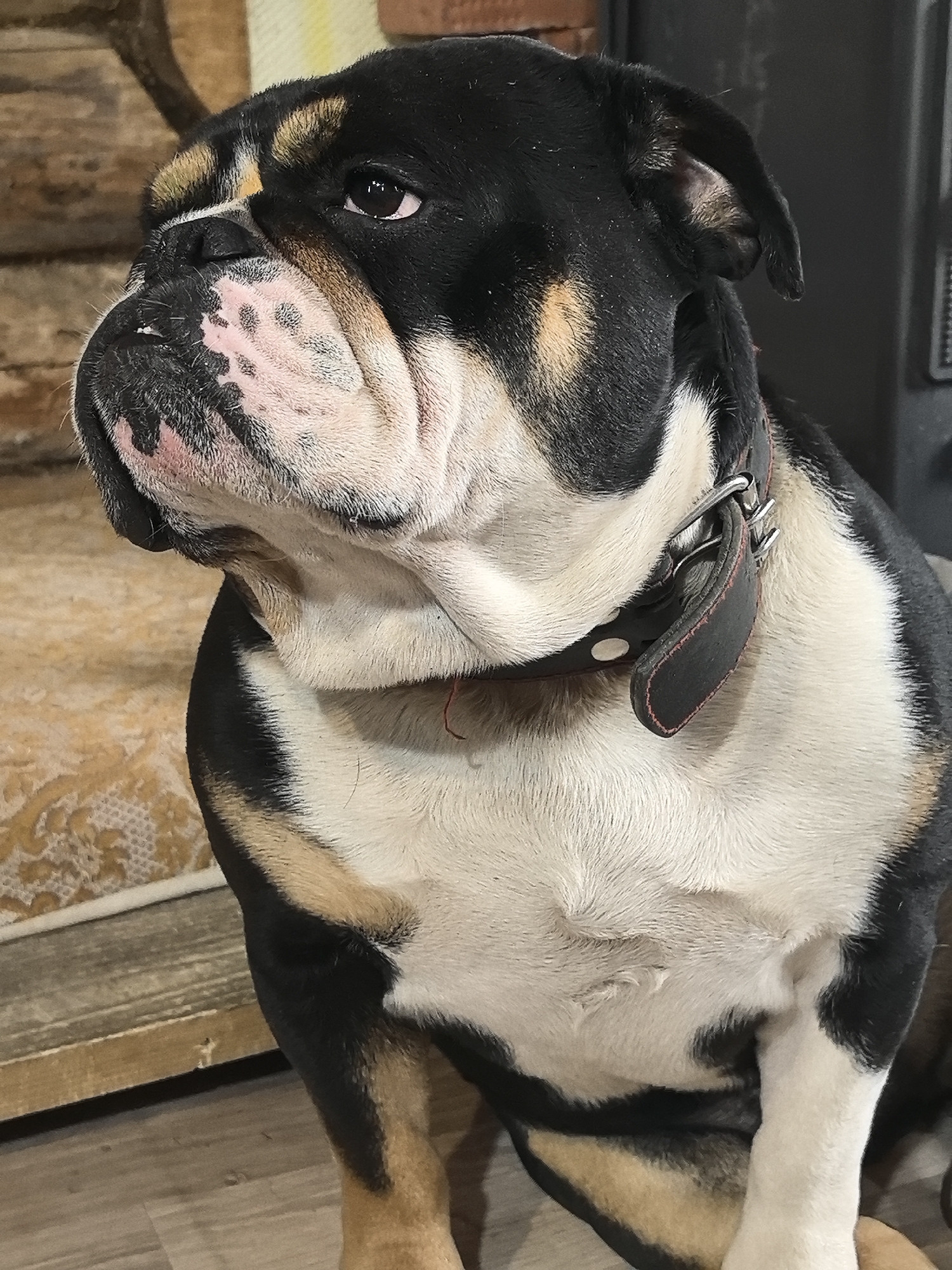 A bulldog with a black head, white chest and brown markings is sitting indoors. It is wearing a black leather collar with a metal buckle. The background shows a log wall and a patterned rug. The dog appears to be looking to the left.