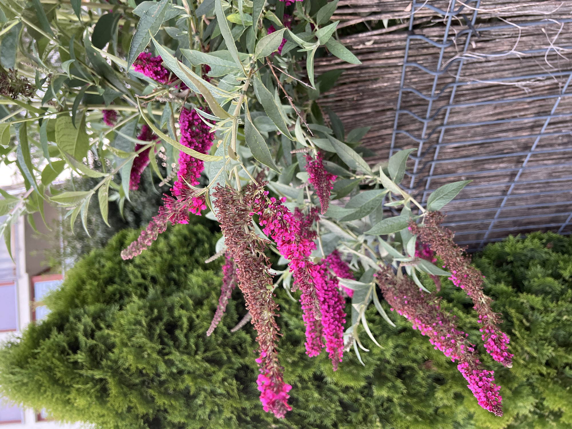 The image shows a close-up view of a flowering plant with bright pink blossoms, possibly a butterfly bush, situated in a garden setting. Behind the plant, a dark green, cone-shaped evergreen tree is visible on the left, and a light-colored building with windows is partially visible in the upper background. A metal fence with a woven wooden backing runs along the right side of the frame. The overall impression is one of an outdoor urban garden. The location is identified as Krakow, Poland, suggesting this scene is within the city limits. No people are present in the image, and no actions or interactions are depicted.