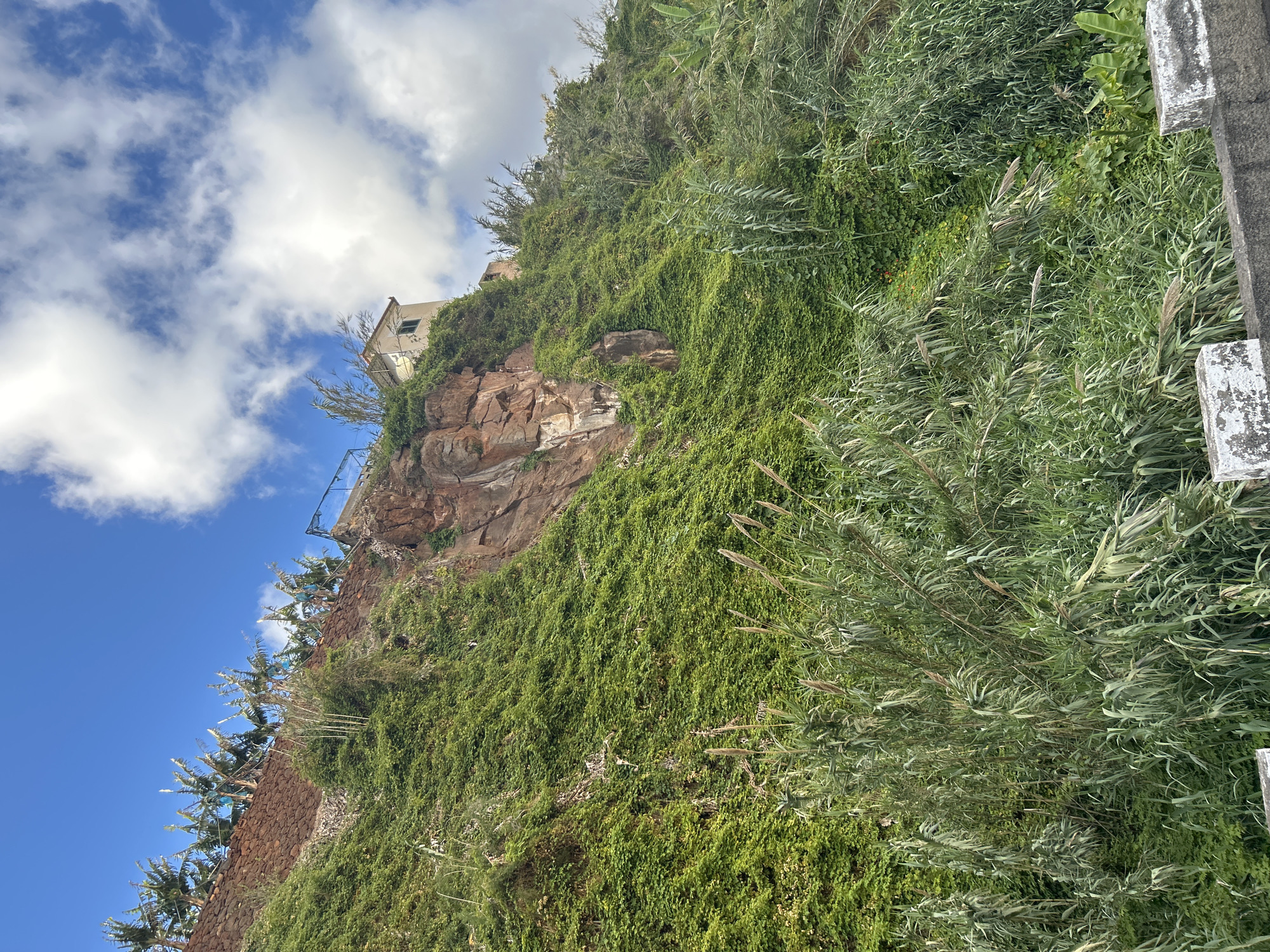 The image captures a view in Câmara de Lobos, Portugal, featuring a lush, green hillside. The hillside is partially covered with vegetation, including vines and various shrubs. A building is perched atop a rocky cliff. A stone wall runs along the side of the hill. The sky is blue with puffy white clouds.
