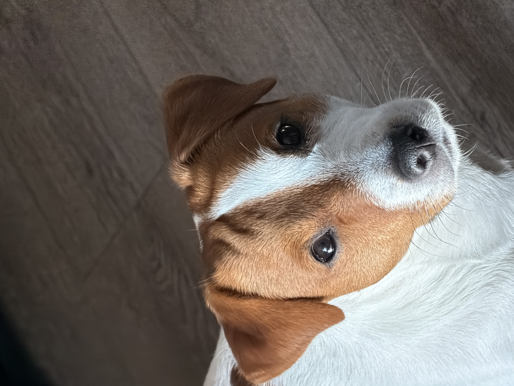 A close-up, high-angle shot shows a Jack Russell Terrier dog on a wooden floor. The dog has white fur with tan markings on its head and ears. Its eyes are dark and attentive, and its nose is black and wet. The dog's head is tilted slightly, and it appears to be looking up at the camera. The background is a blurred wooden floor with visible grain patterns. There are no people or other animals in the image. The scene is indoors, likely in a domestic setting. The image does not contain information that would allow for determination of its location in Moscow, Russia.