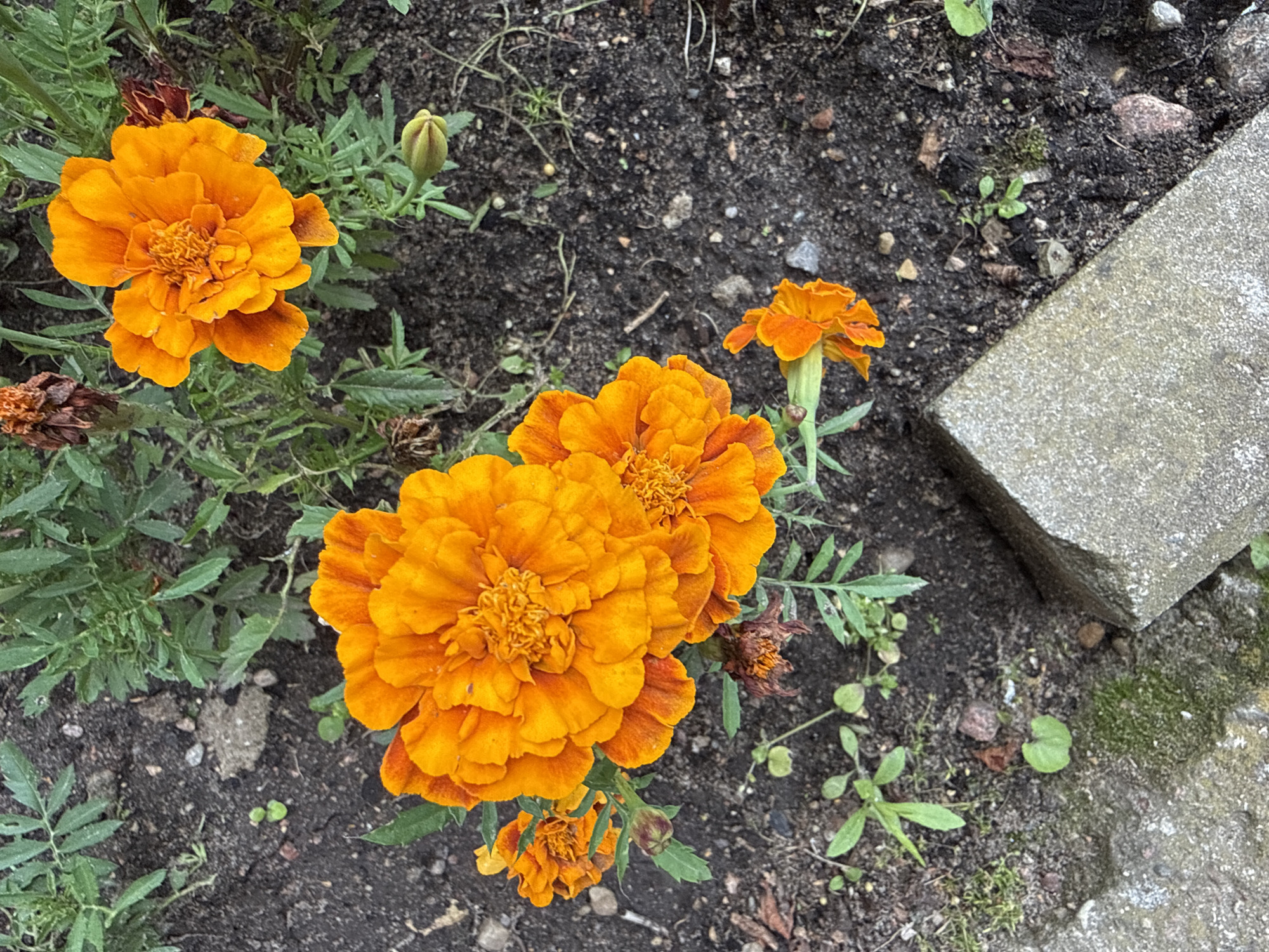 This is a close-up, top-down photograph of several bright orange marigold flowers in various stages of bloom, interspersed with green foliage and dark soil. Some of the flowers are fully open, displaying their intricate petal structure, while others are still buds or have begun to wilt. The ground is a mix of dark, rich soil with scattered small stones and pebbles. In the bottom left and right corners of the image, there are pieces of light grey concrete or paving stones, suggesting an outdoor setting, possibly a garden or pathway. The overall lighting suggests it is daytime, with soft light illuminating the scene. This image was taken in Rudamina, Lithuania.
