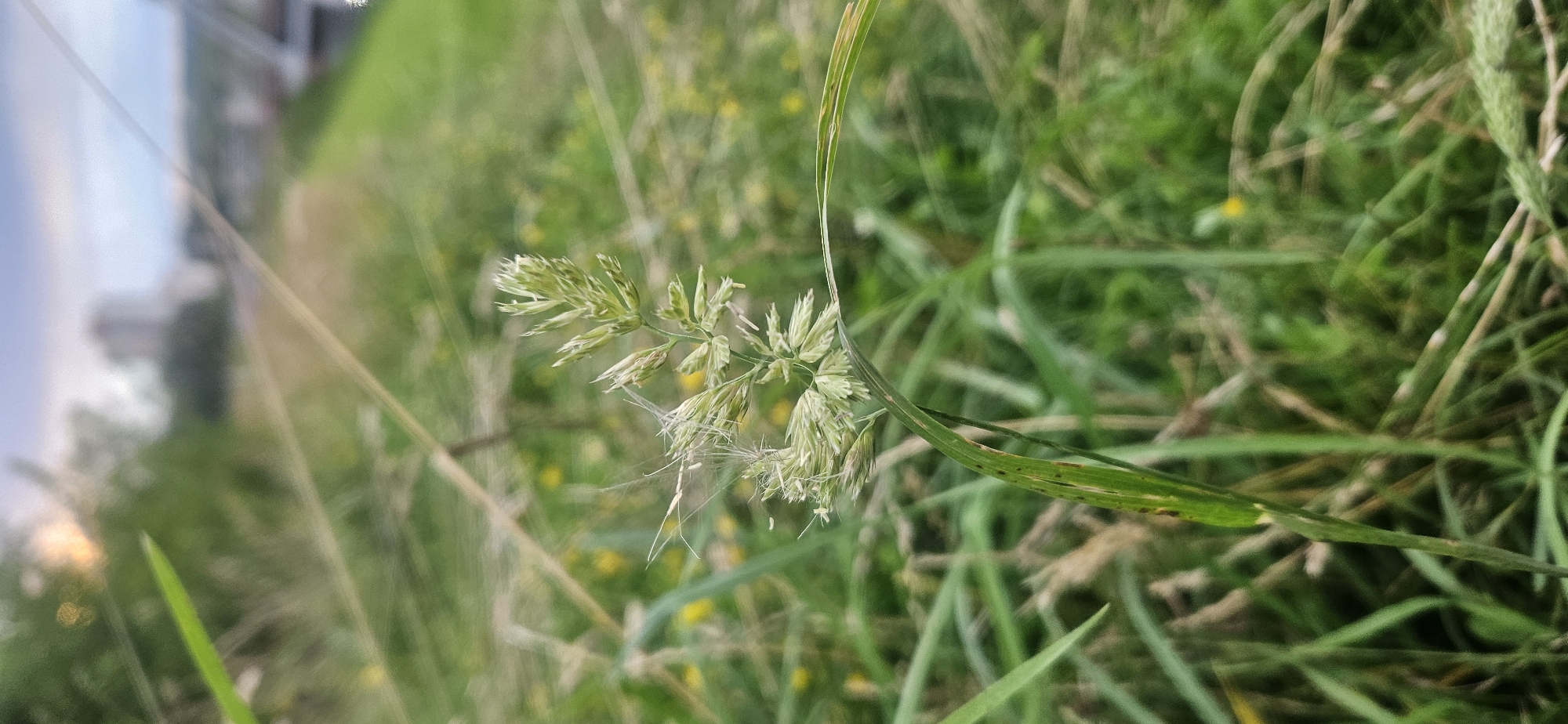 This is a close-up, low-angle photograph of a flowering grass stalk in a field, likely located in Vitsebsk, Belarus. The grass stalk, which is the primary subject, is in sharp focus and displays intricate details of its seed heads and delicate filaments, some of which are covered in what appears to be spider silk. The background is softly blurred, depicting a green, grassy area interspersed with small yellow flowers. In the distance, a faint silhouette of urban buildings and a hazy sky suggest the presence of a city. The overall impression is one of natural beauty juxtaposed with an urban environment, captured during what appears to be either sunrise or sunset, given the warm, diffused light. There are no people or animals visible in the frame.