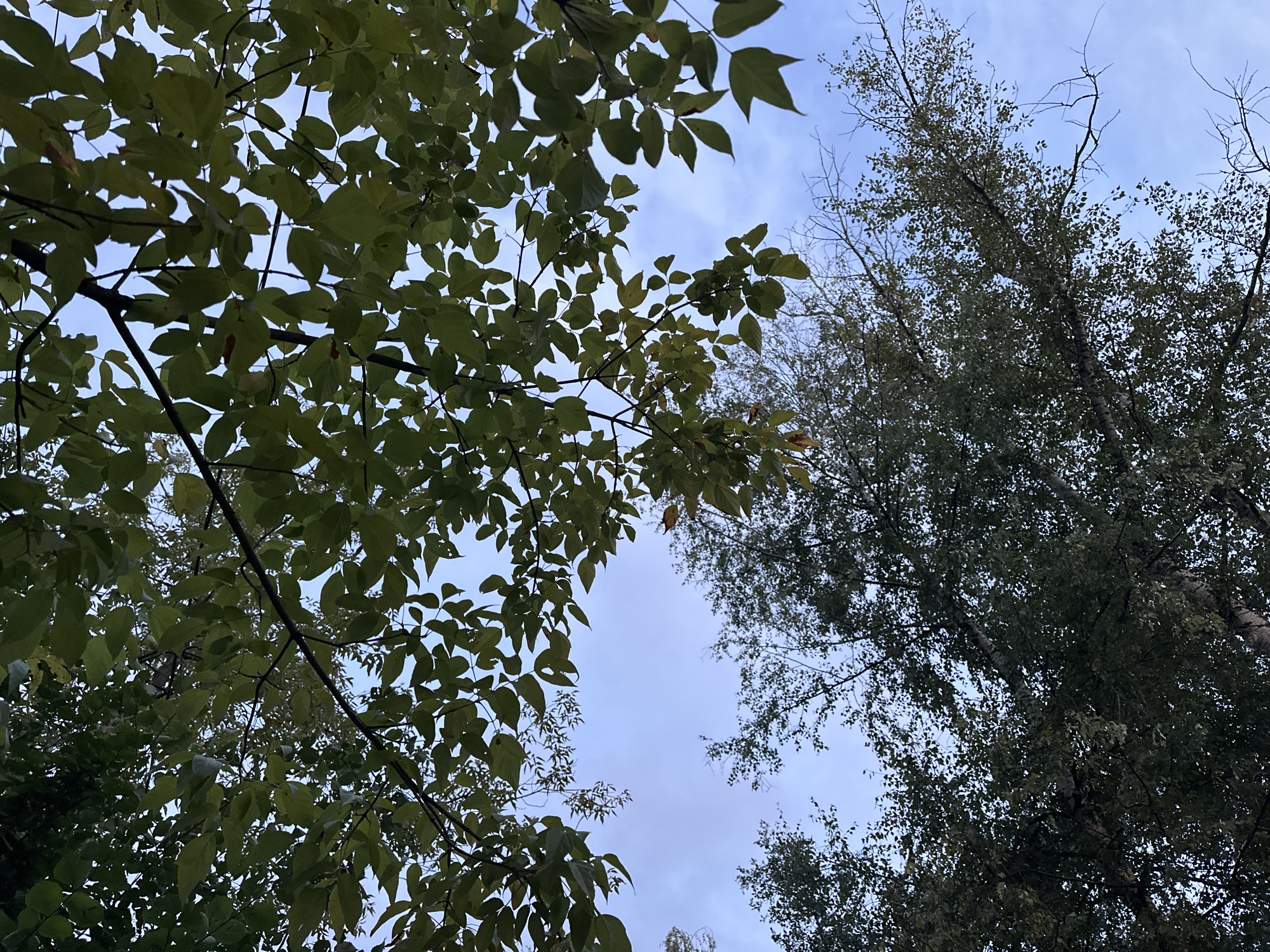 The image shows an upward view of trees against a cloudy sky. The foliage is dense in the foreground, with several branches and leaves visible. The leaves are predominantly green, with some appearing to have turned yellow or brown, suggesting it might be autumn. In the background, more trees are visible, with sparser foliage and thin branches. The sky is a muted blue with soft white clouds. The overall impression is a natural scene, likely in a park or wooded area.