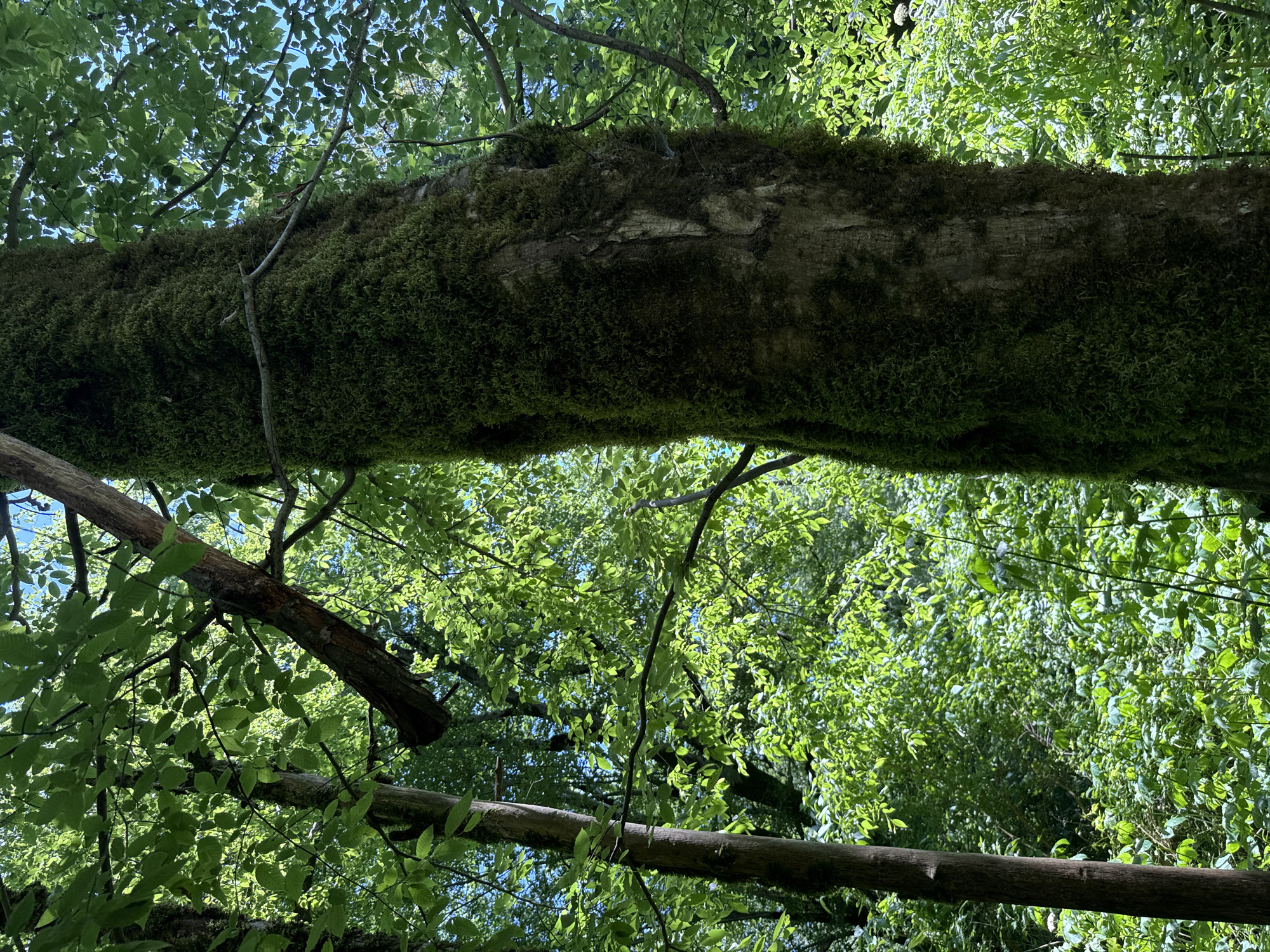 The image captures an upward view into a dense forest canopy, likely in Khleborob, Russia, on a bright day. The primary subject is a very large tree trunk, heavily covered in vibrant green moss, extending horizontally across the middle of the frame. Its rough texture is visible, with some patches of lighter bark peeking through the moss.
Above and below this dominant trunk, numerous smaller branches, some bare and some adorned with fresh green leaves, crisscross the scene. The overall impression is one of lush, verdant foliage, with sunlight filtering through the leaves, creating varying shades of green and highlighting the intricate patterns of the canopy. Patches of clear blue sky are visible through gaps in the leaves, indicating fair weather. The light suggests it is daytime, possibly late morning or early afternoon.
No people or animals are visible, and there is no discernible activity taking place. The scene conveys a sense of natural tranquility and the immersive beauty of a forest environment. There is no visible text in the image.