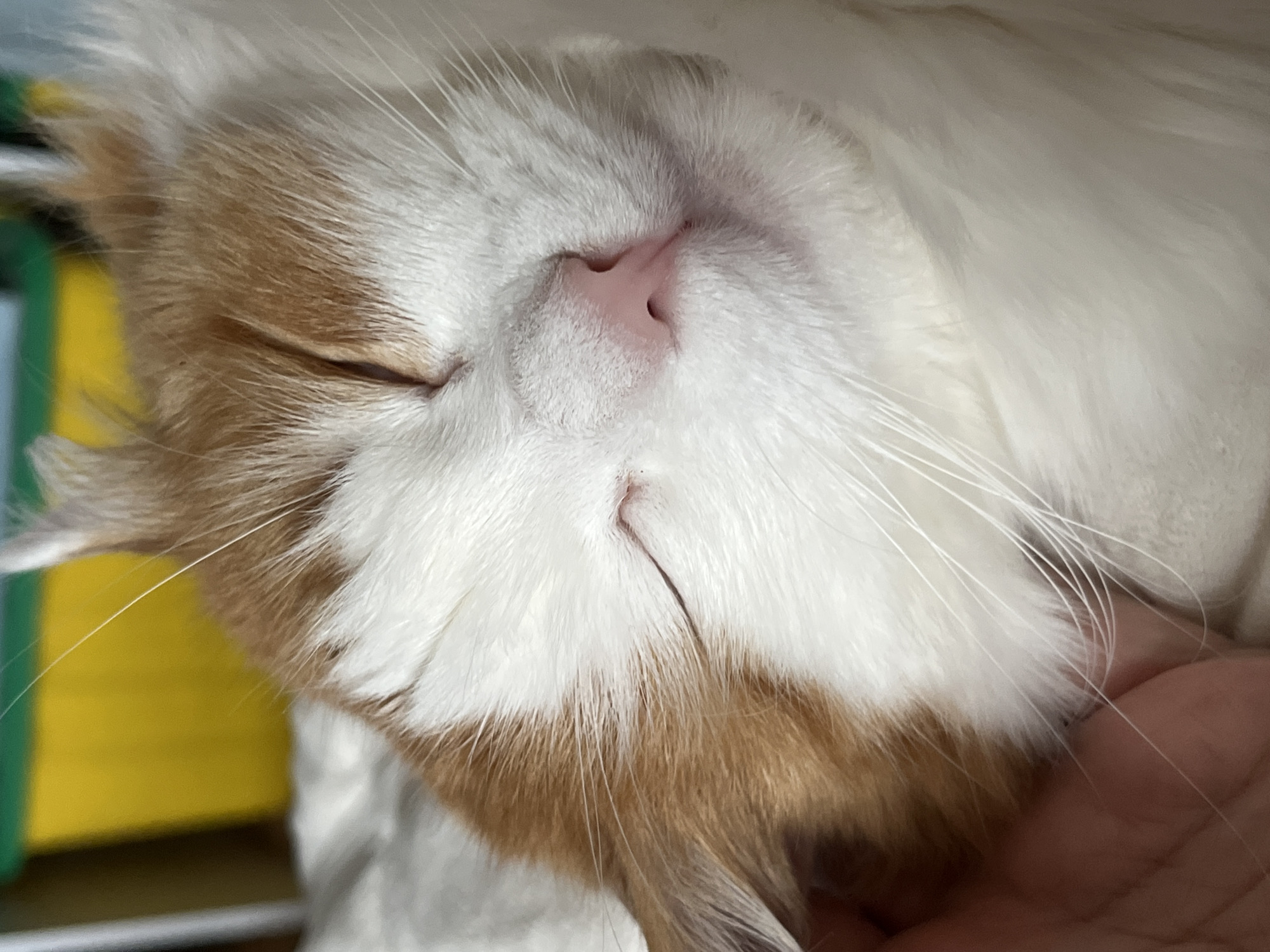 This media file shows a close-up, overhead view of a sleeping cat's face, primarily focusing on its nose and closed eyes. The cat has white fur with patches of ginger on its face, particularly around its ears and muzzle. Its nose is a soft pink, and its whiskers are long and white, fanned out across its face. The cat's eyes are shut, and its mouth is closed, indicating it is in a deep sleep. A human hand is gently supporting the cat's head or chin, its skin a light tone with some visible lines on the fingers.
The background is softly blurred, but a section of bright yellow and green can be seen, possibly indicating a toy or a cage. The lighting appears to be soft, suggesting it might be indoors during the daytime. The overall mood conveyed is one of peace and comfort, with the cat deeply relaxed in its slumber and the gentle presence of a human. There is no visible text in the image. The context suggests the location is Ivanteyevka, Russia, but there are no specific visual cues within the image to confirm this.