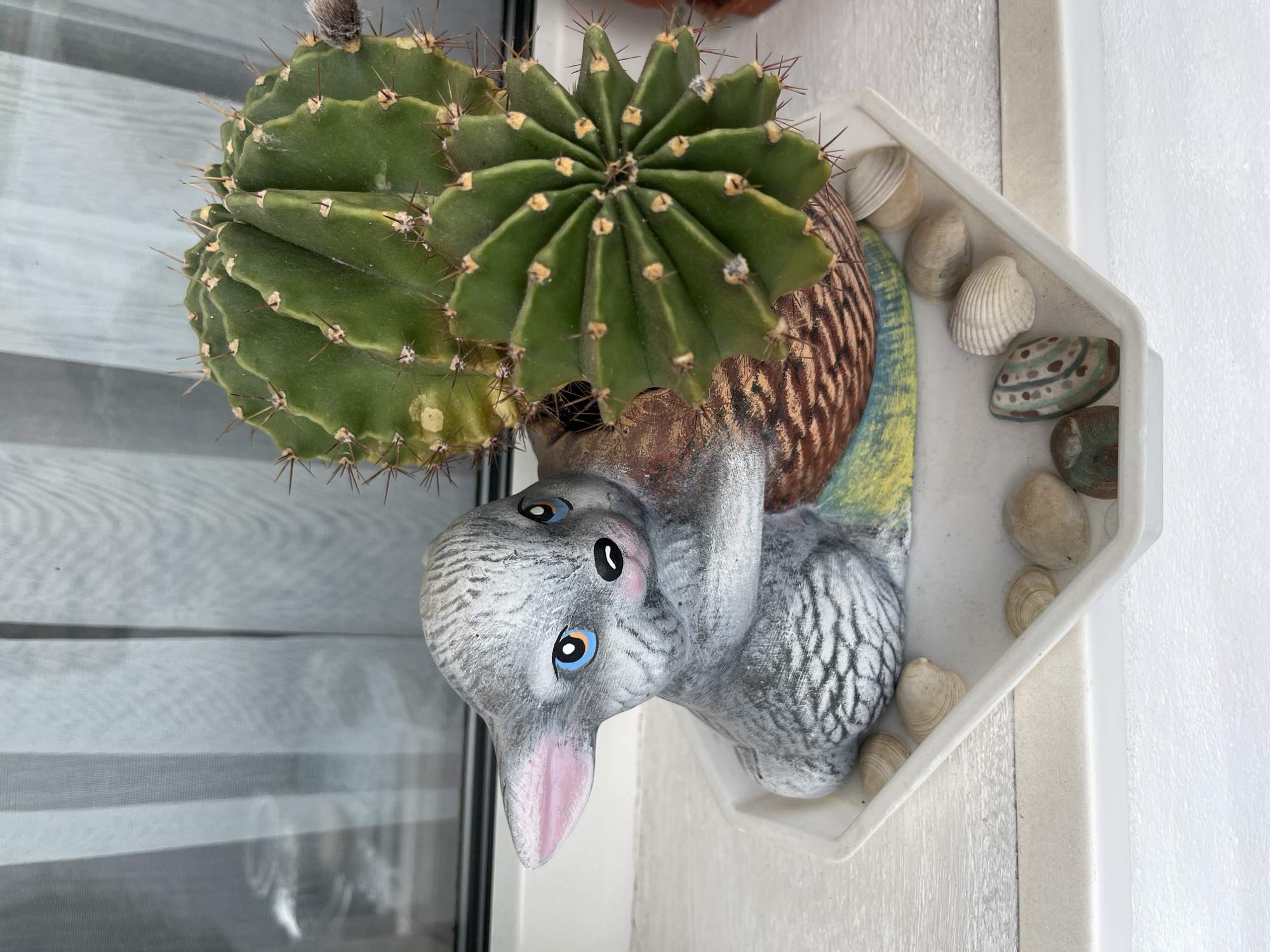 The image depicts an indoor scene in the city of Vratsa, Bulgaria, featuring a potted cactus within a decorative planter positioned on a white windowsill. The primary subject is a vibrant green, ribbed cactus with numerous dark brown spines emanating from yellow-brown areoles. It comprises two main segments: an upper, larger, somewhat globular segment and a lower segment exhibiting a distinct radial, star-like growth pattern. A small, fuzzy, brownish bud is visible on the right side of the upper cactus segment. The cactus is housed in a painted ceramic or plaster planter sculpted to resemble a gray rabbit holding a textured, brown pot. The rabbit features blue eyes with black pupils and orange accents, a black nose, a black mouth, and pink inner ears. This planter unit rests on a white, slightly raised, multi-sided tray. Scattered on the tray around the planter's base are multiple small, natural-colored seashells and two small, flat, decorated pebbles, one displaying green and brown patterns, and another with blue, white, and brown patterns. The background consists of a window covered by sheer, white, vertically pleated curtains, which diffuse natural light into the scene. Faint reflections are discernible in the window glass behind the curtains. The windowsill and the wall section immediately below it are white.