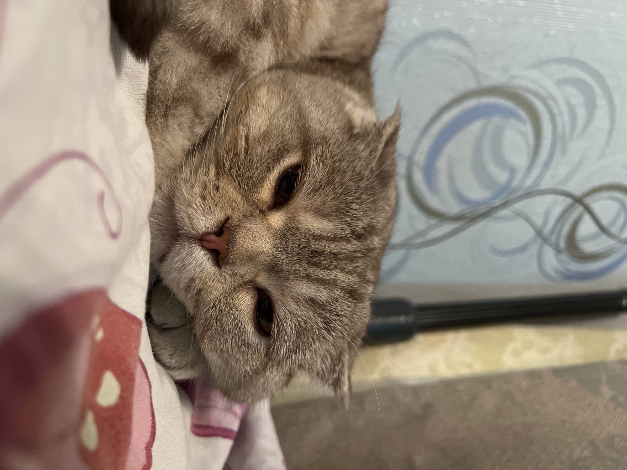 A close-up, slightly angled, indoor shot shows a gray, shorthair cat lying down. The cat's head is positioned in the lower center of the frame. It has brown eyes, a pink nose, and small ears. Part of its body lies on a white pillow with pink and maroon floral patterns. A blue and gray patterned surface is visible in the upper right background, adjacent to a dark cylindrical object.
The location is the city of Chaikovsky, Russia.