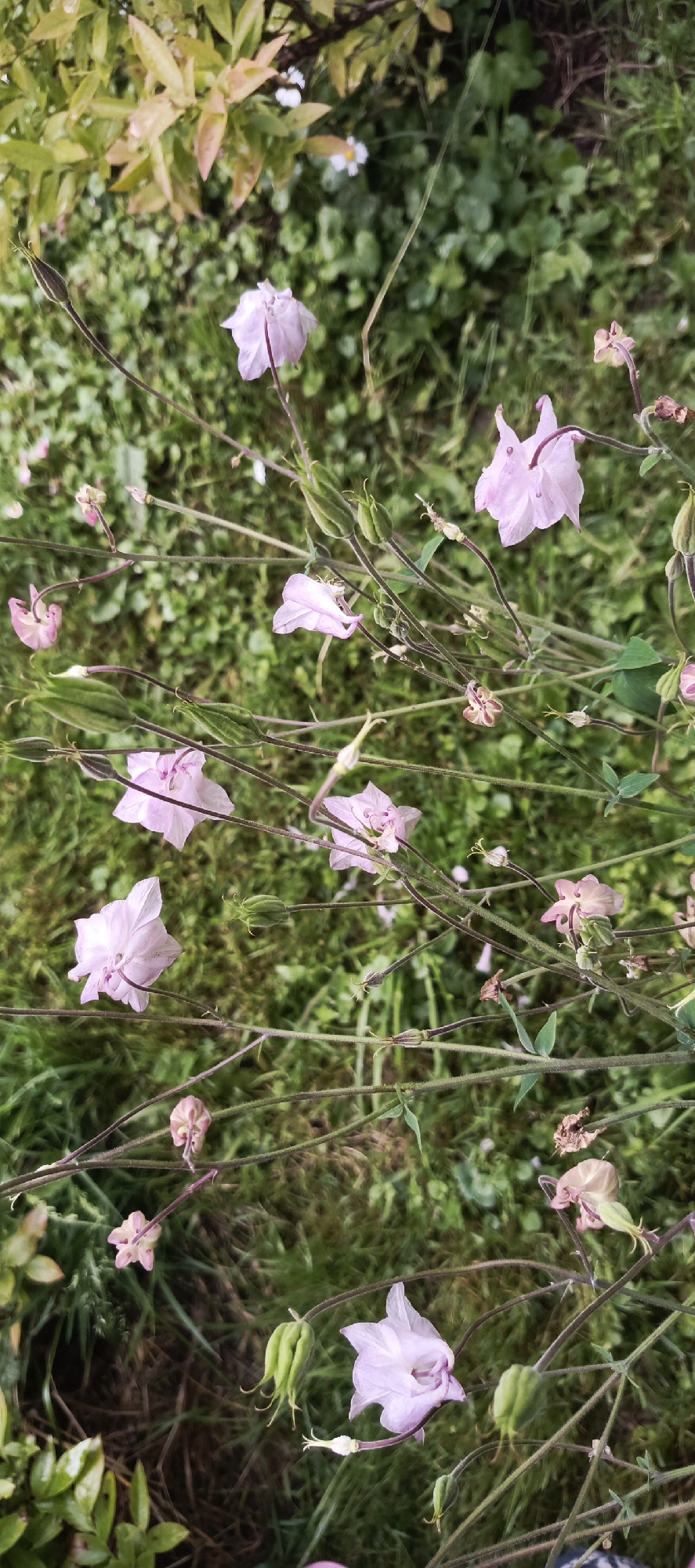 The image shows a cluster of light pink flowers with delicate petals, some of which are closed or wilting, amidst lush green foliage and stems. Several green seed pods are also visible. The background consists of a densely green, slightly blurred grassy area. The scene appears to be outdoors, possibly in a garden setting, with no people or discernible city landmarks. The lighting suggests it could be overcast or late in the day.